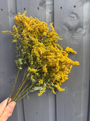 Canadensis (Goldenrod) Dried - REGN