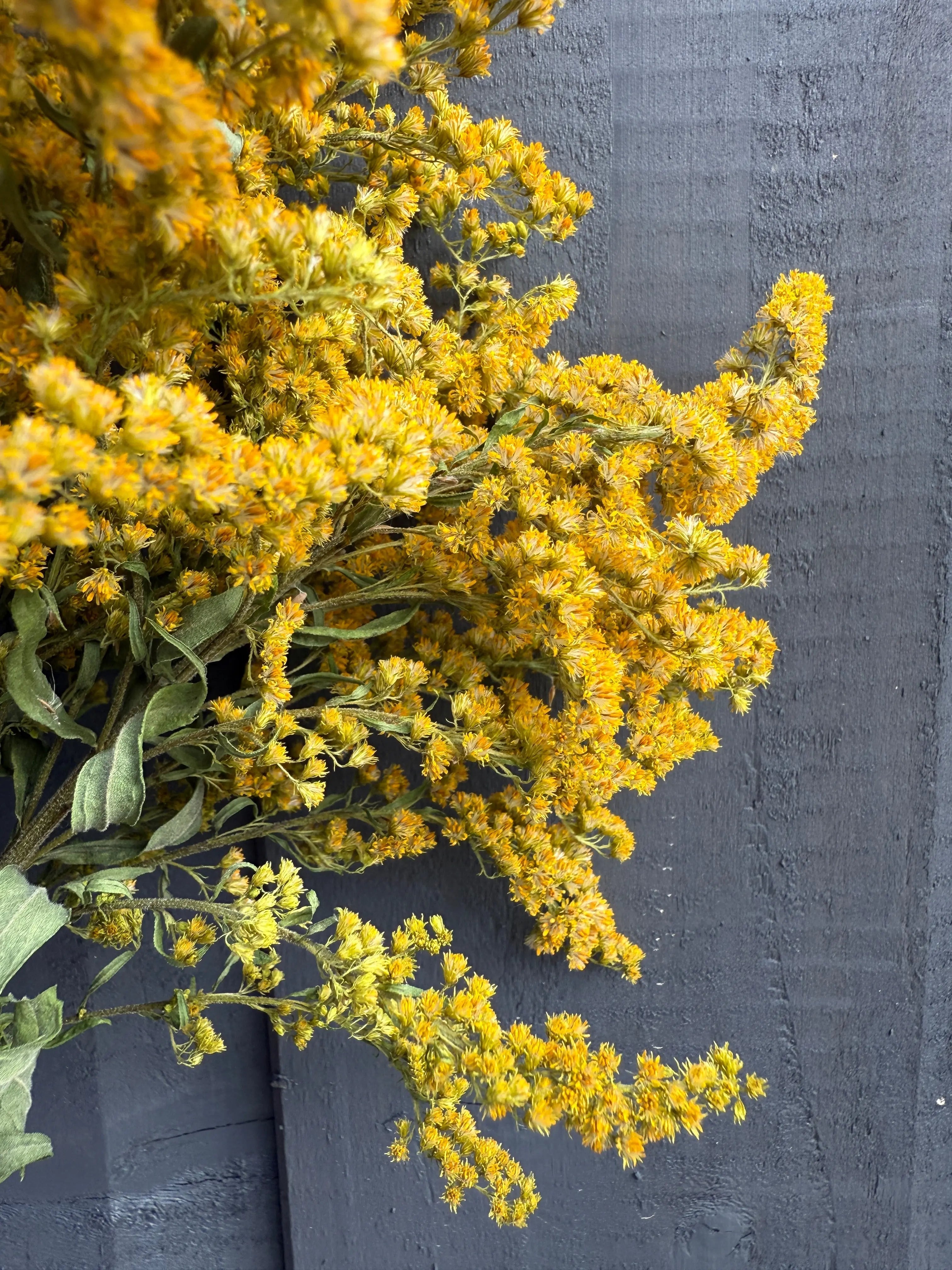 Canadensis (Goldenrod) Dried - REGN
