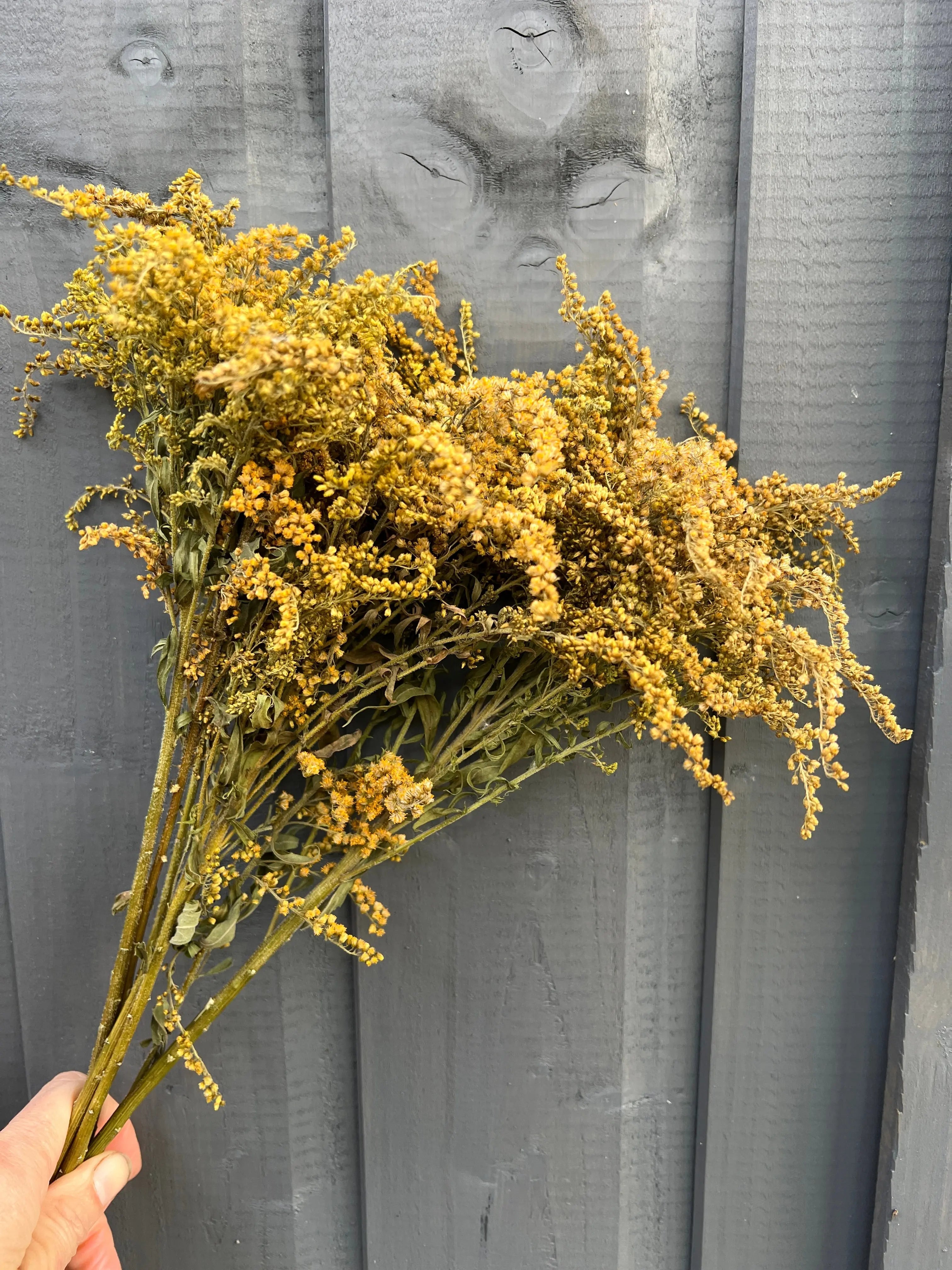 Canadensis (Goldenrod) Dried - REGN