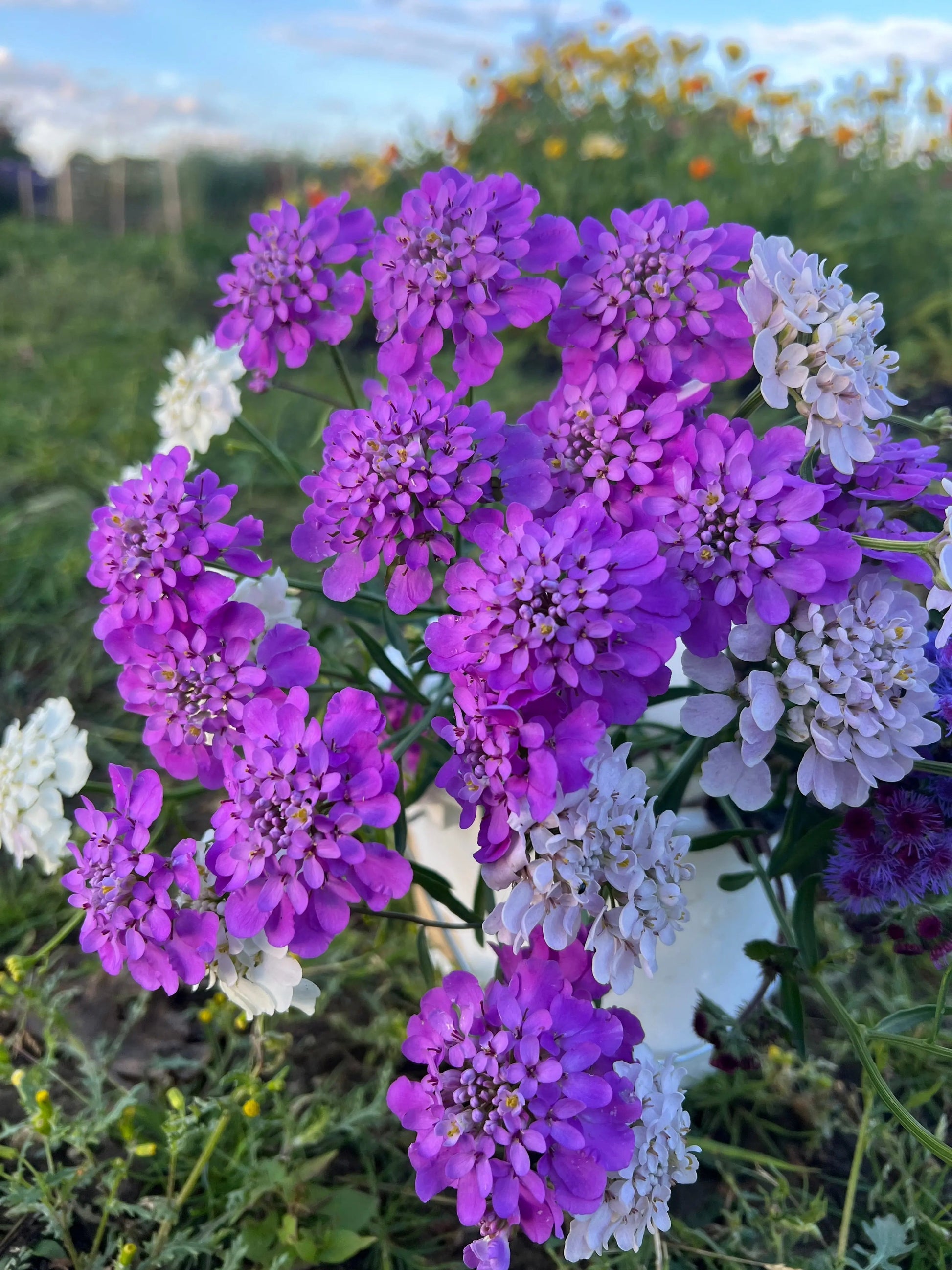 Candytuft Crown Mixed - REGN