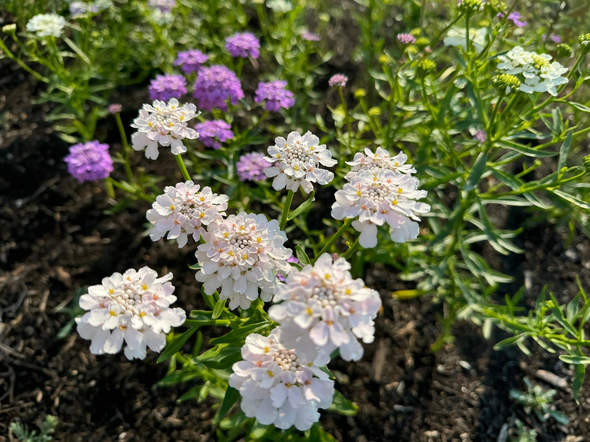 Candytuft Crown Mixed - REGN