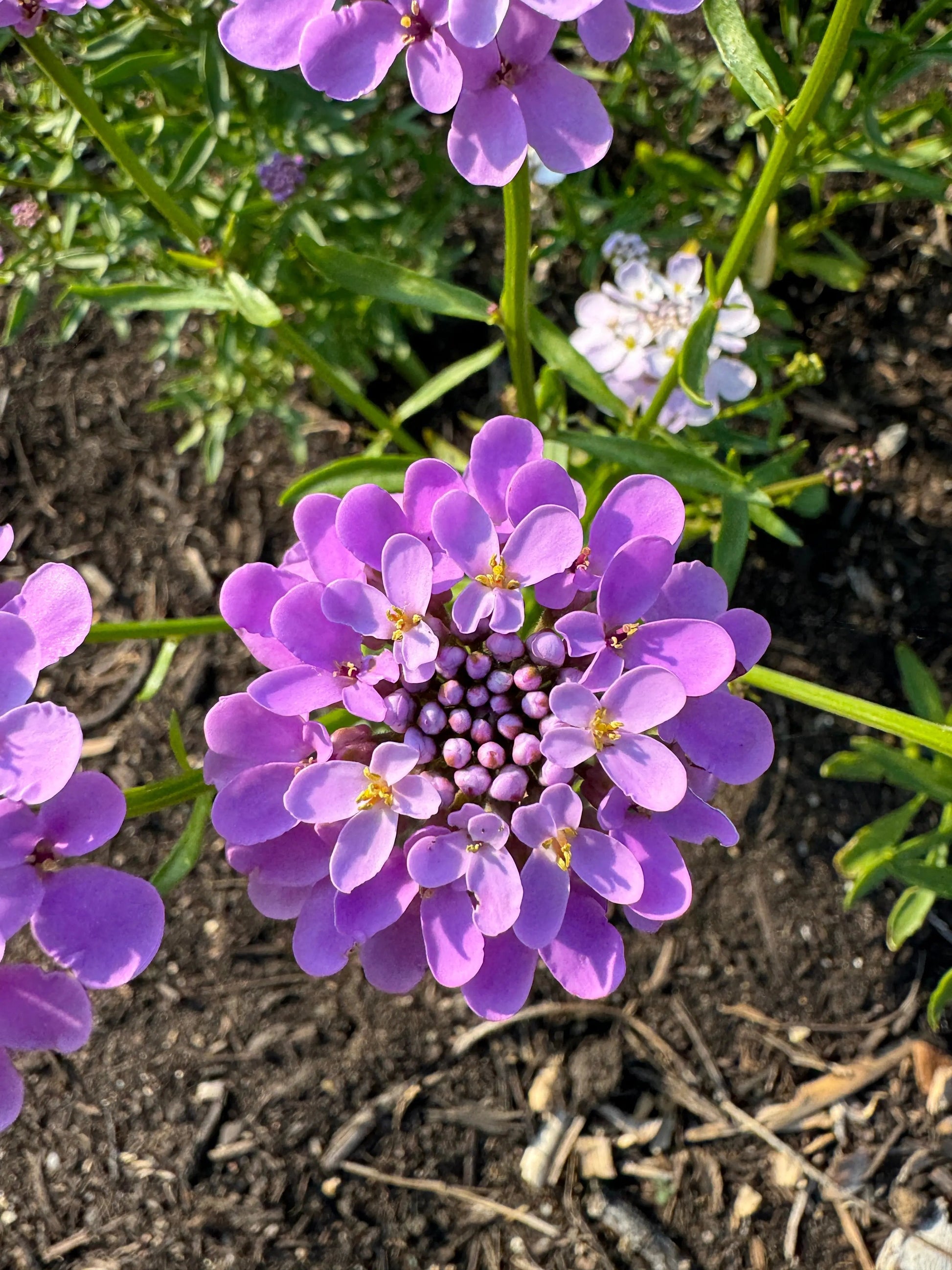 Candytuft Crown Mixed - REGN