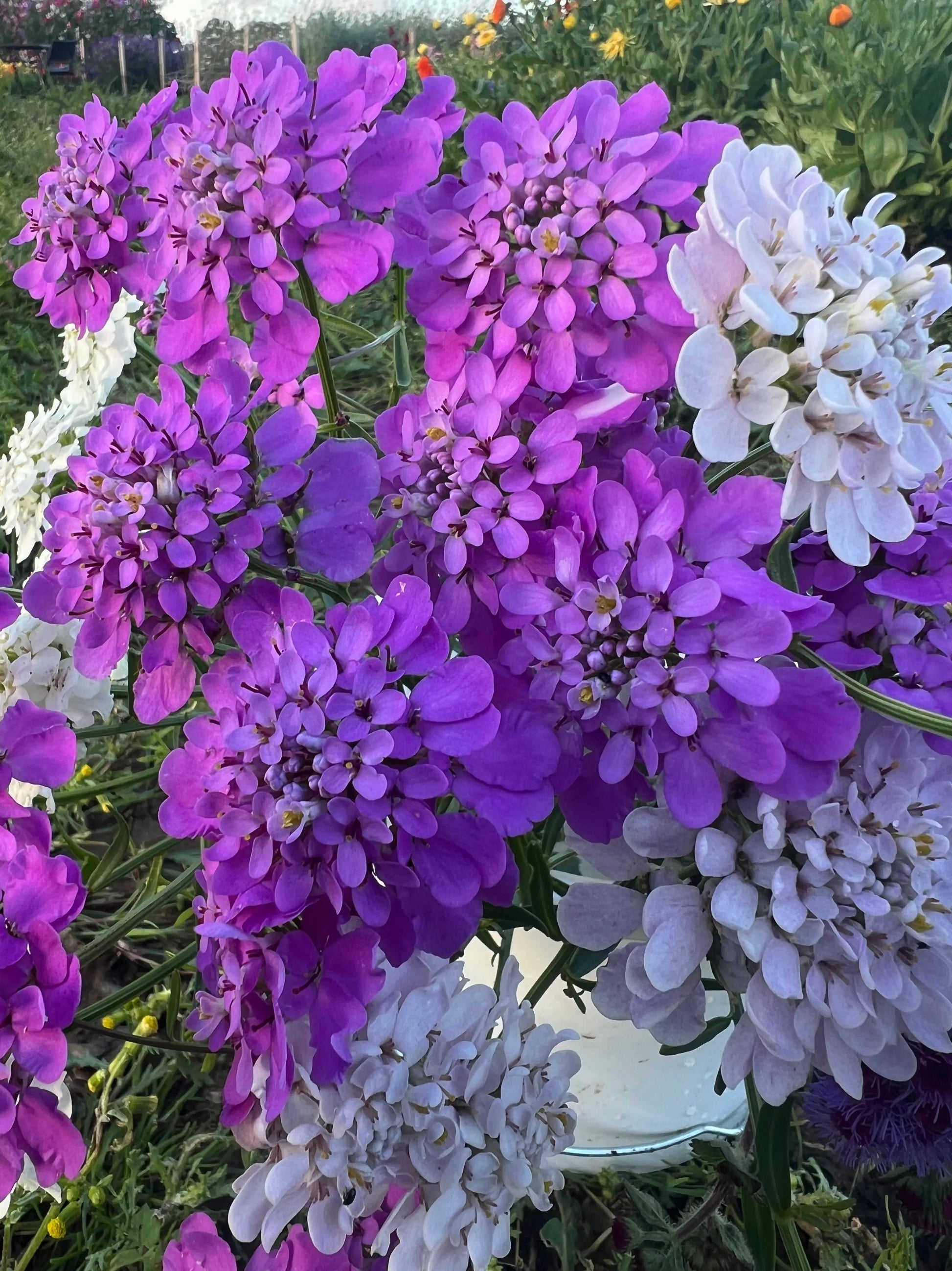 Candytuft Crown Mixed - REGN