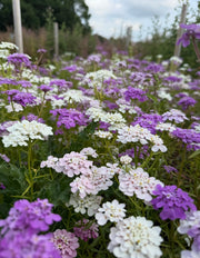 Candytuft Crown Mixed - REGN