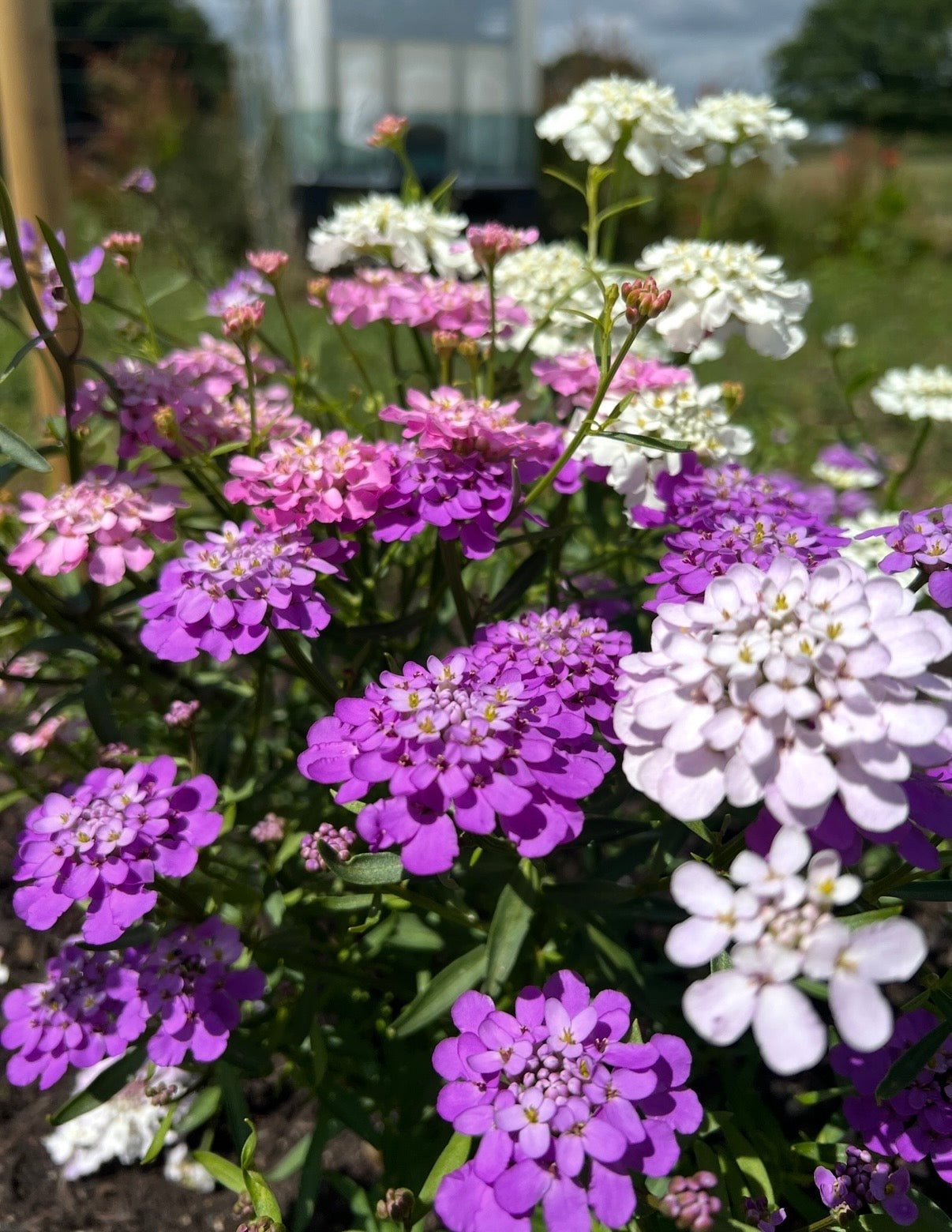 Candytuft Crown Mixed - REGN