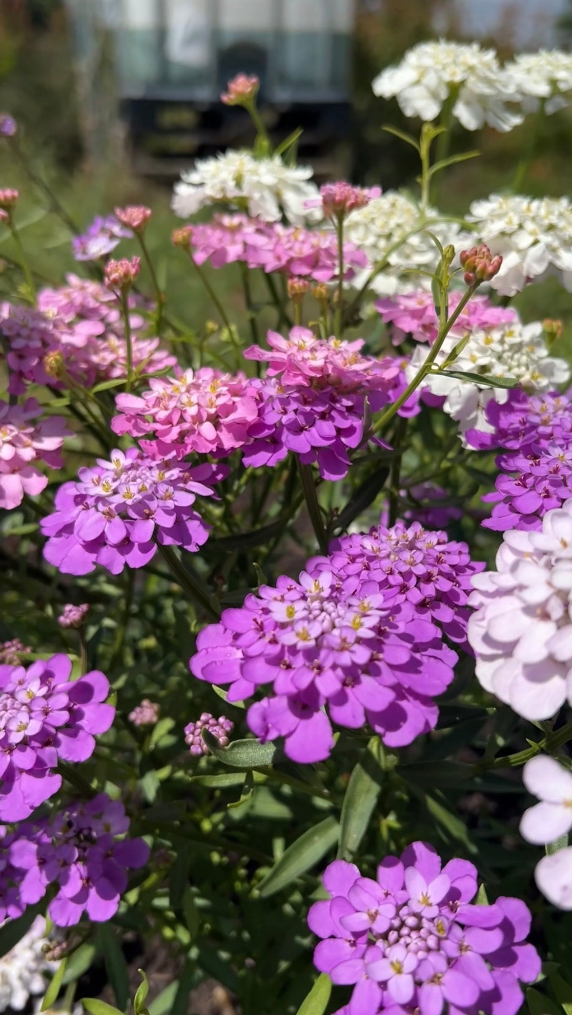 Candytuft Crown Mixed - REGN