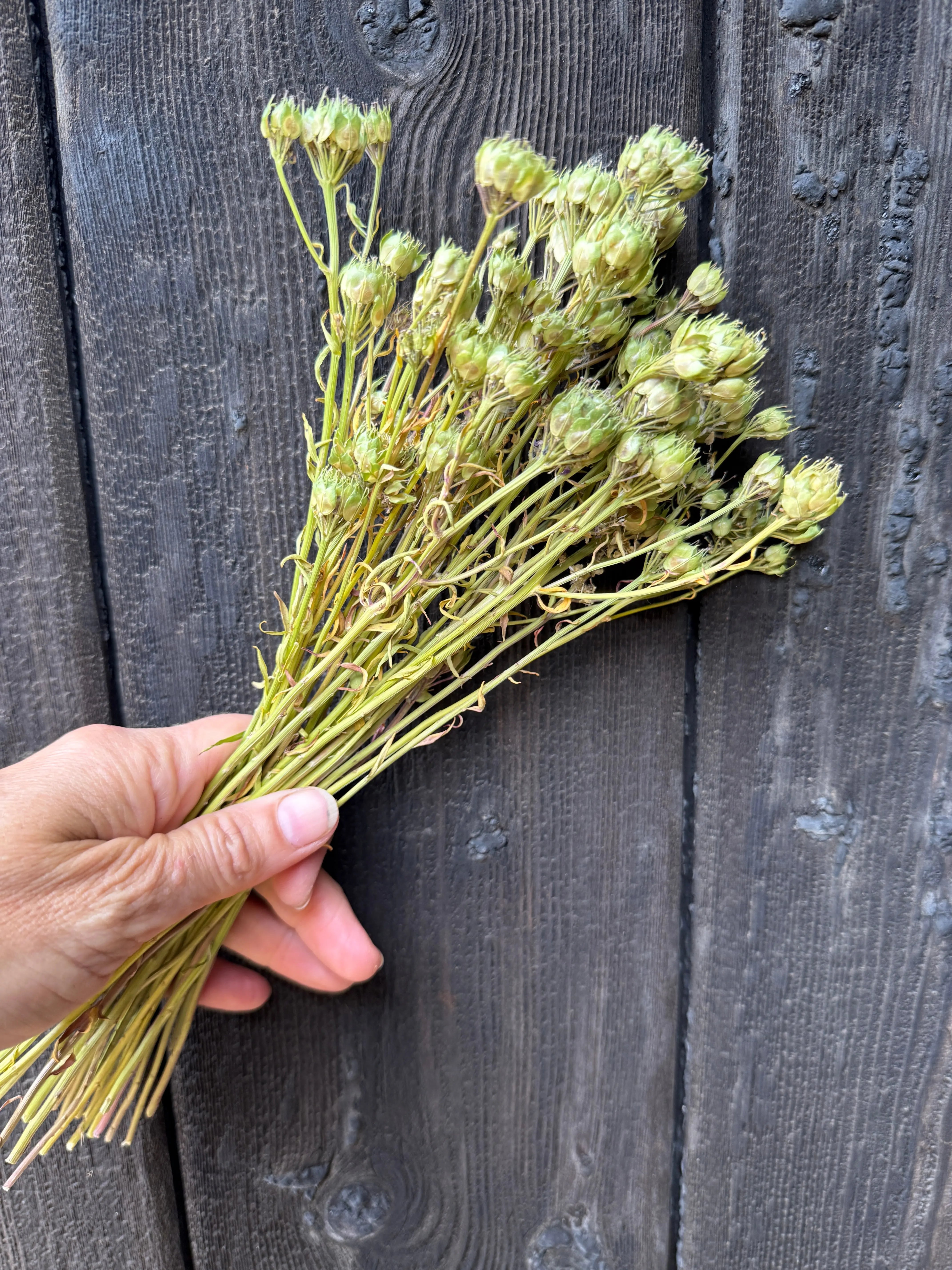 Candytuft Dried - REGN