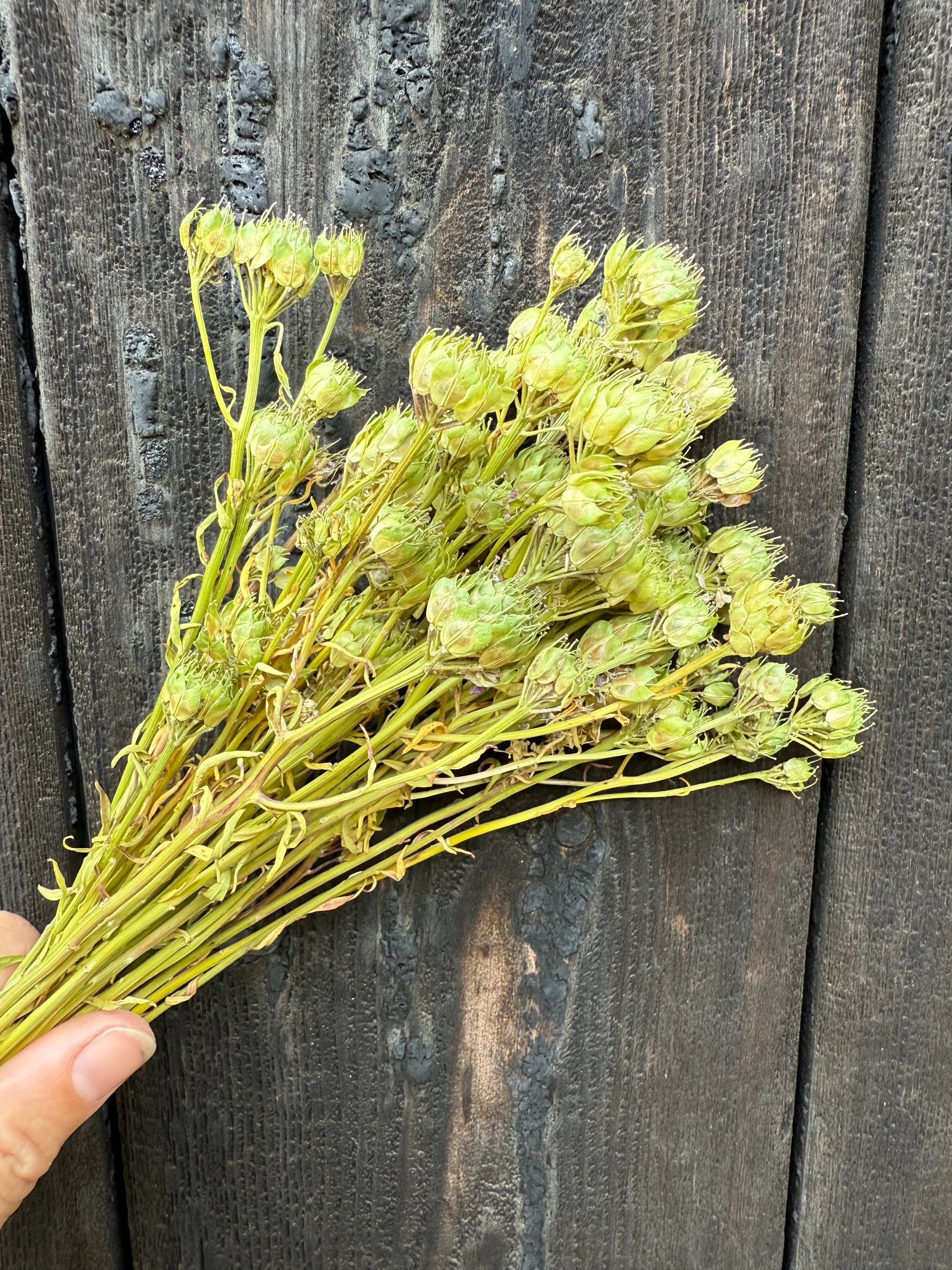 Candytuft Dried - REGN