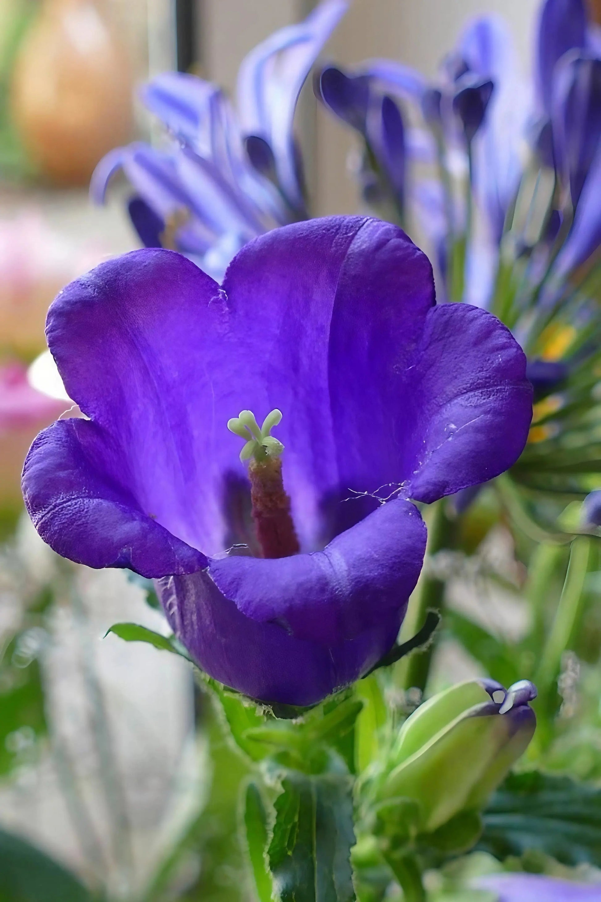 Canterbury Bells Crown Single Mixed - REGN