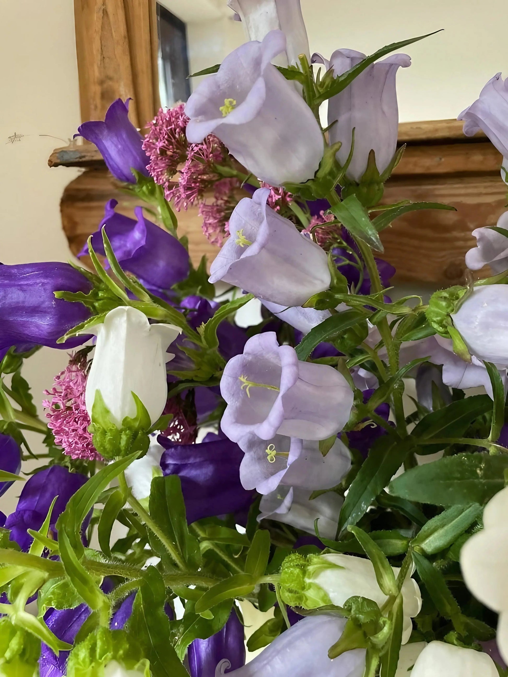 Canterbury Bells Crown Single Mixed - REGN