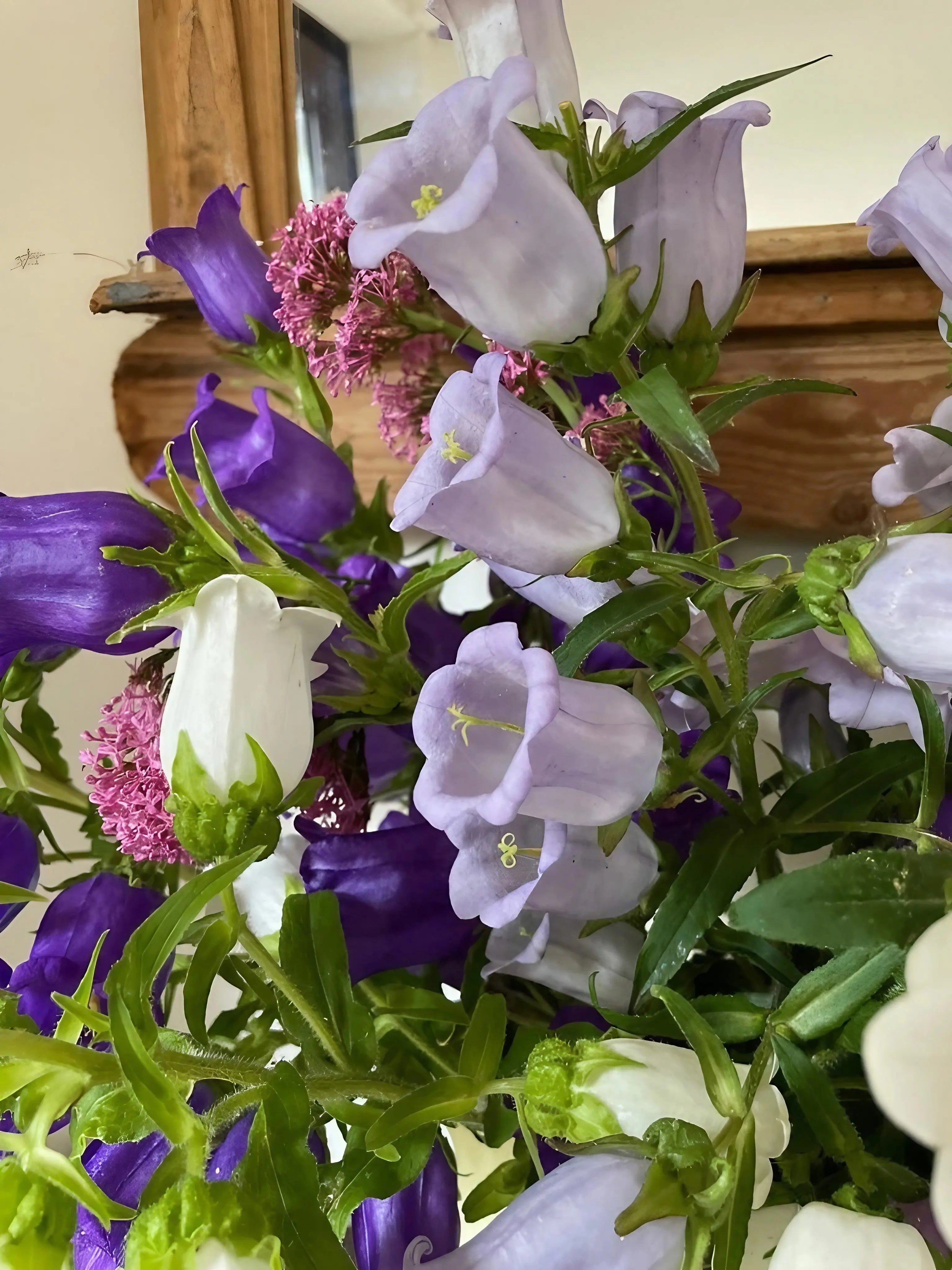 Canterbury Bells Crown Single Mixed - REGN