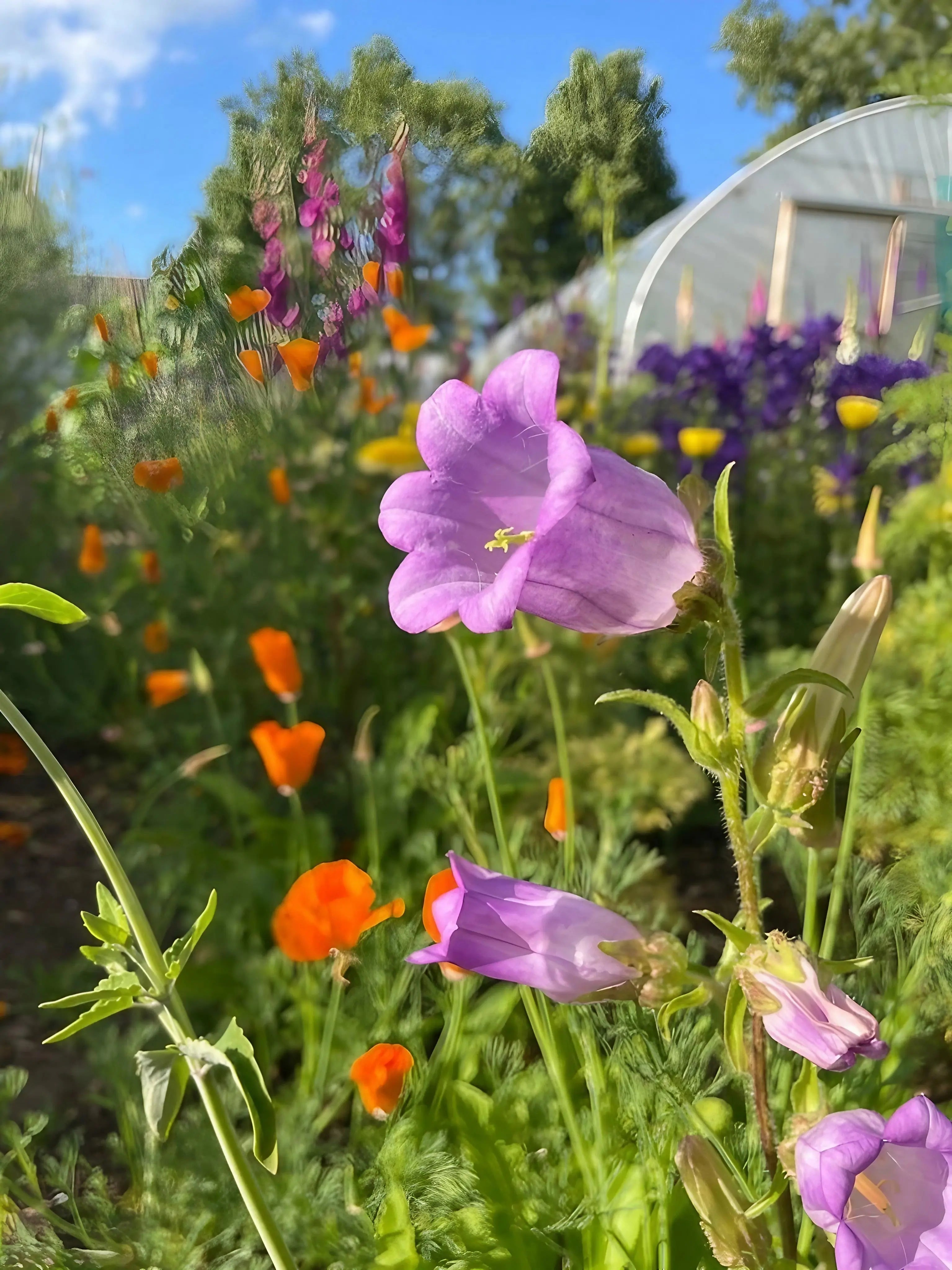 Canterbury Bells Crown Single Mixed - REGN