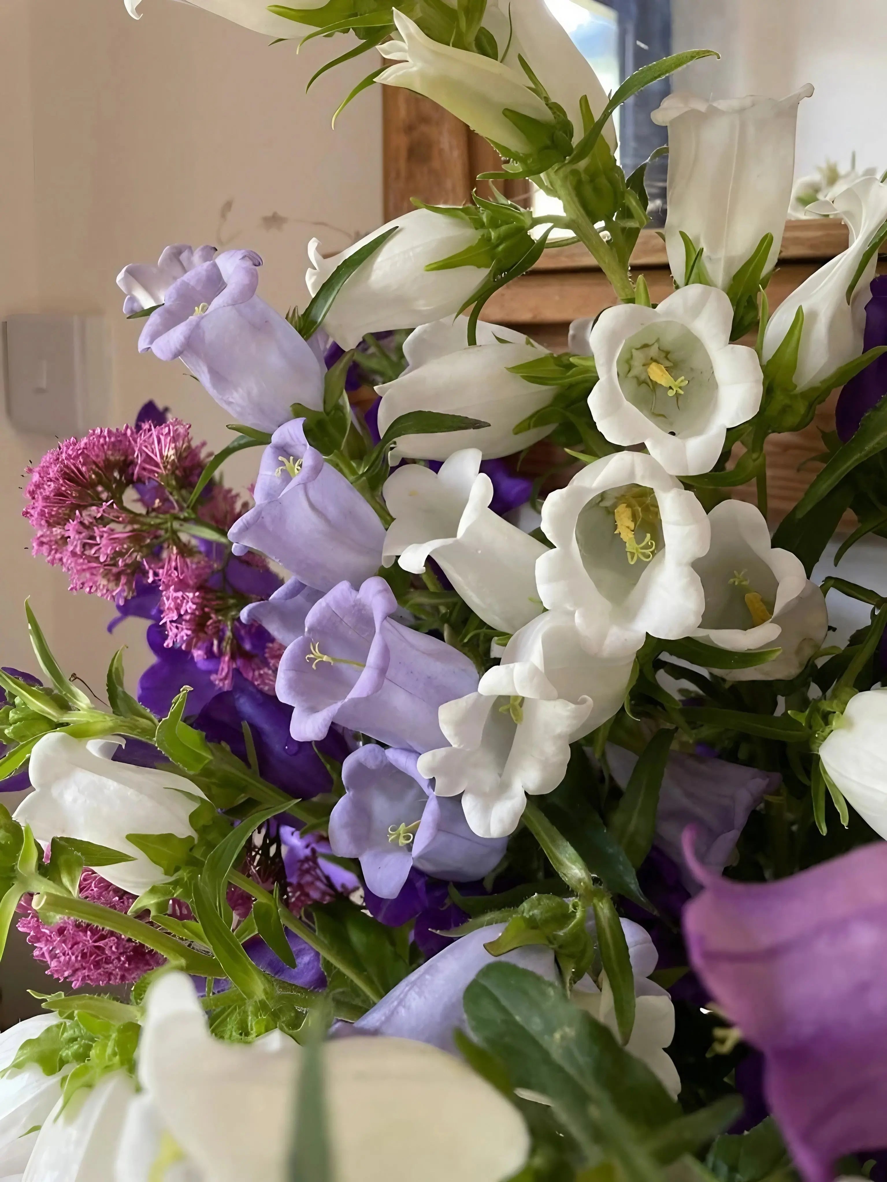 Canterbury Bells Crown Single Mixed - REGN