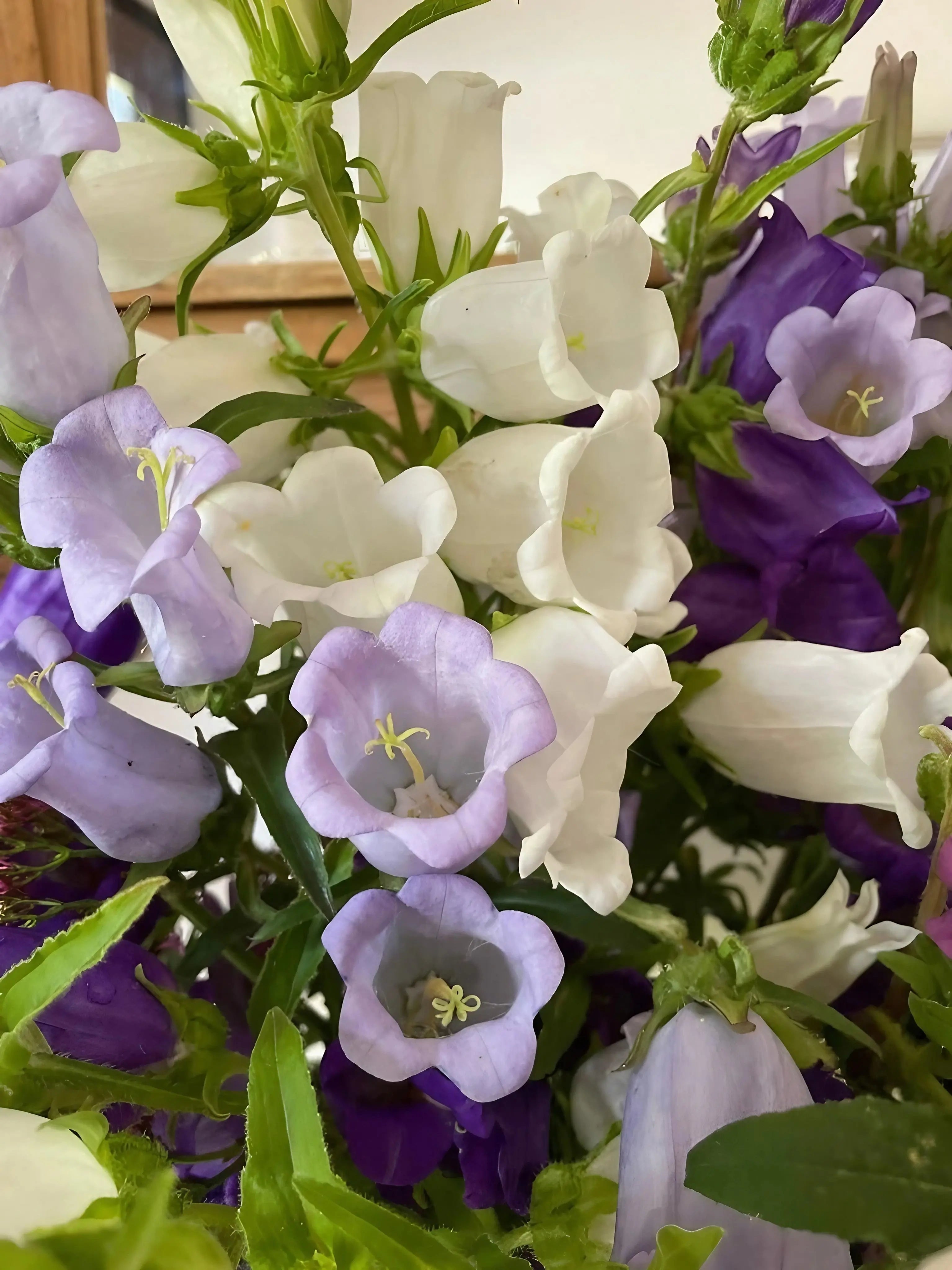 Canterbury Bells Crown Single Mixed - REGN