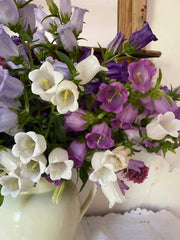Canterbury Bells Crown Single Mixed - REGN