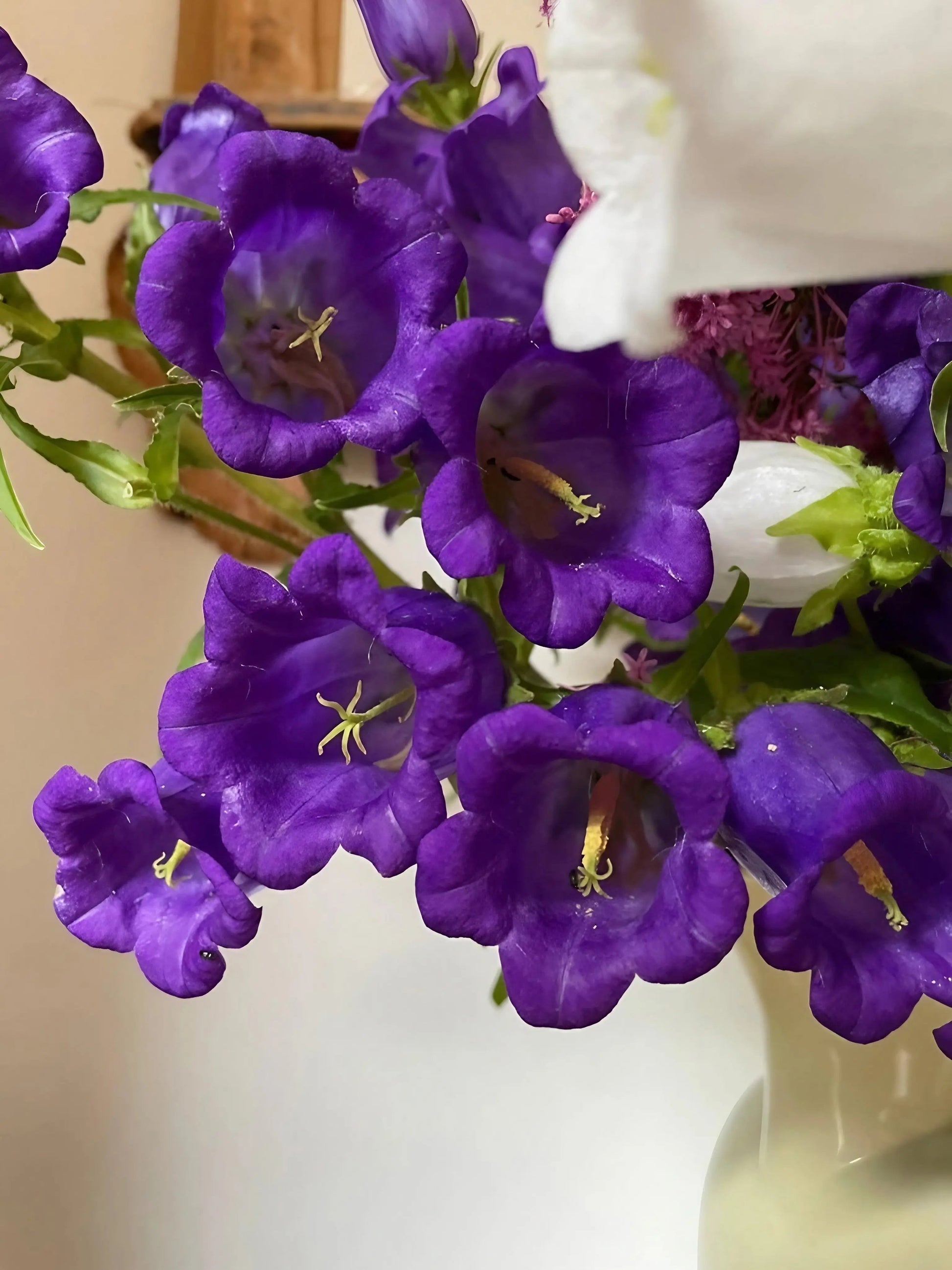 Canterbury Bells Crown Single Mixed - REGN