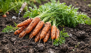 Carrot Autumn King 2 - REGN
