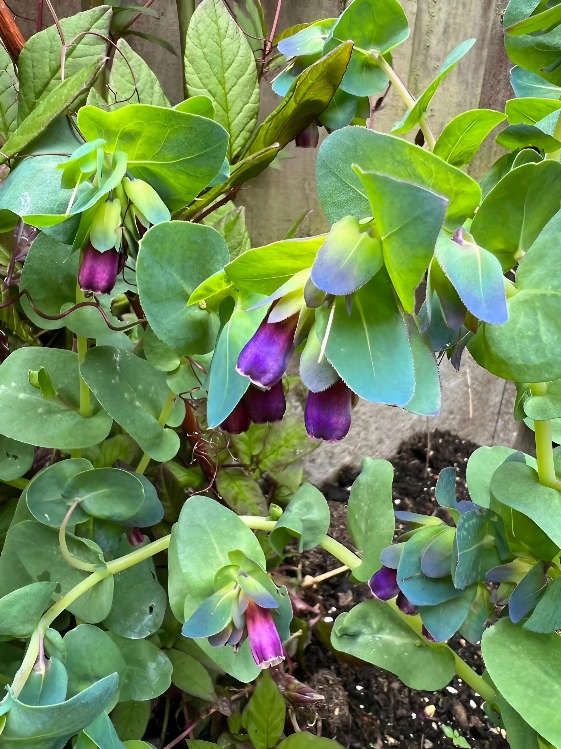 Cerinthe major Purpurascens - REGN