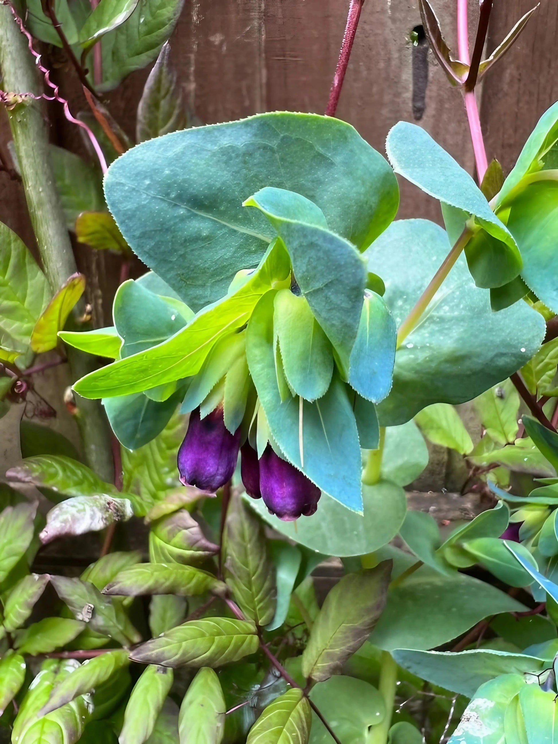 Cerinthe major Purpurascens - REGN