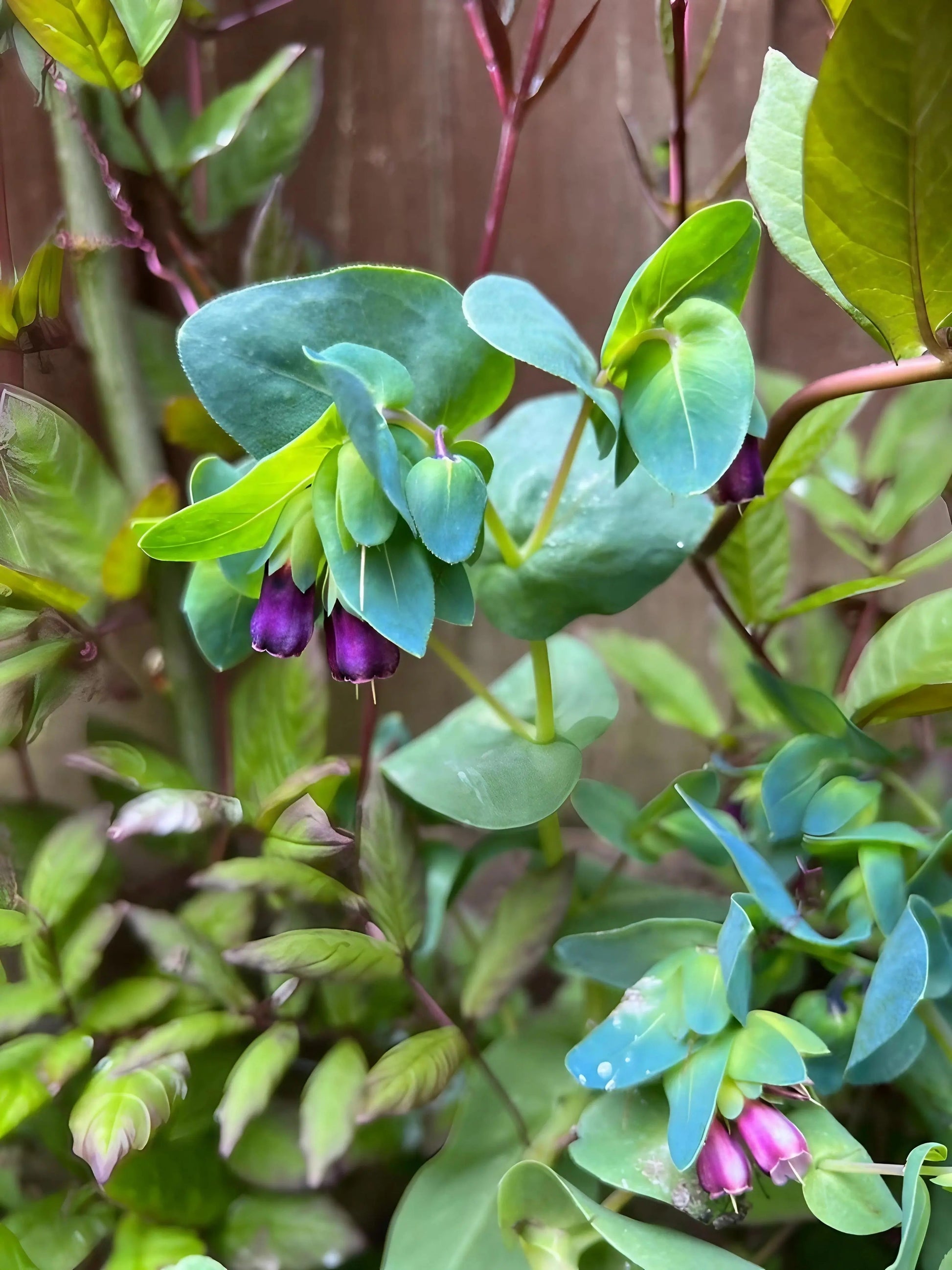 Cerinthe major Purpurascens - REGN