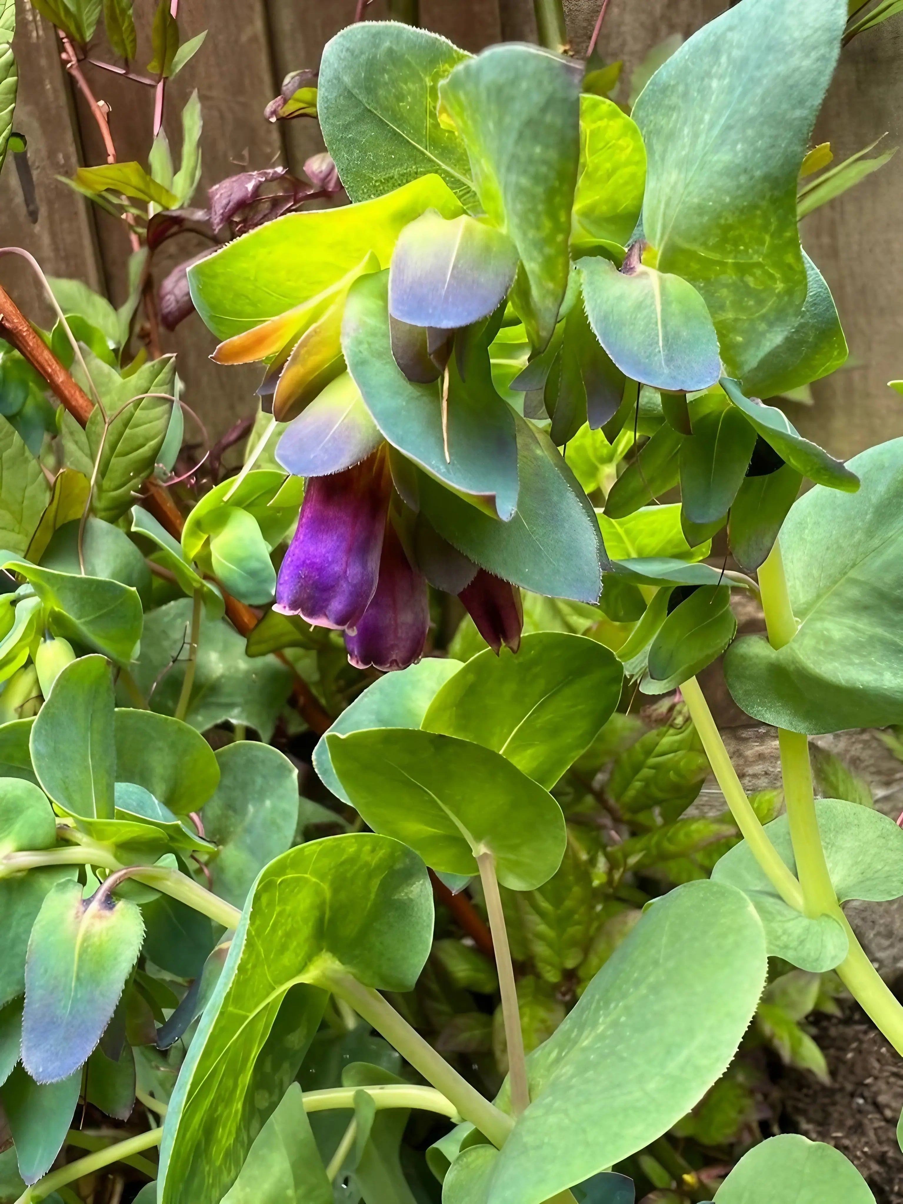 Cerinthe major Purpurascens - REGN