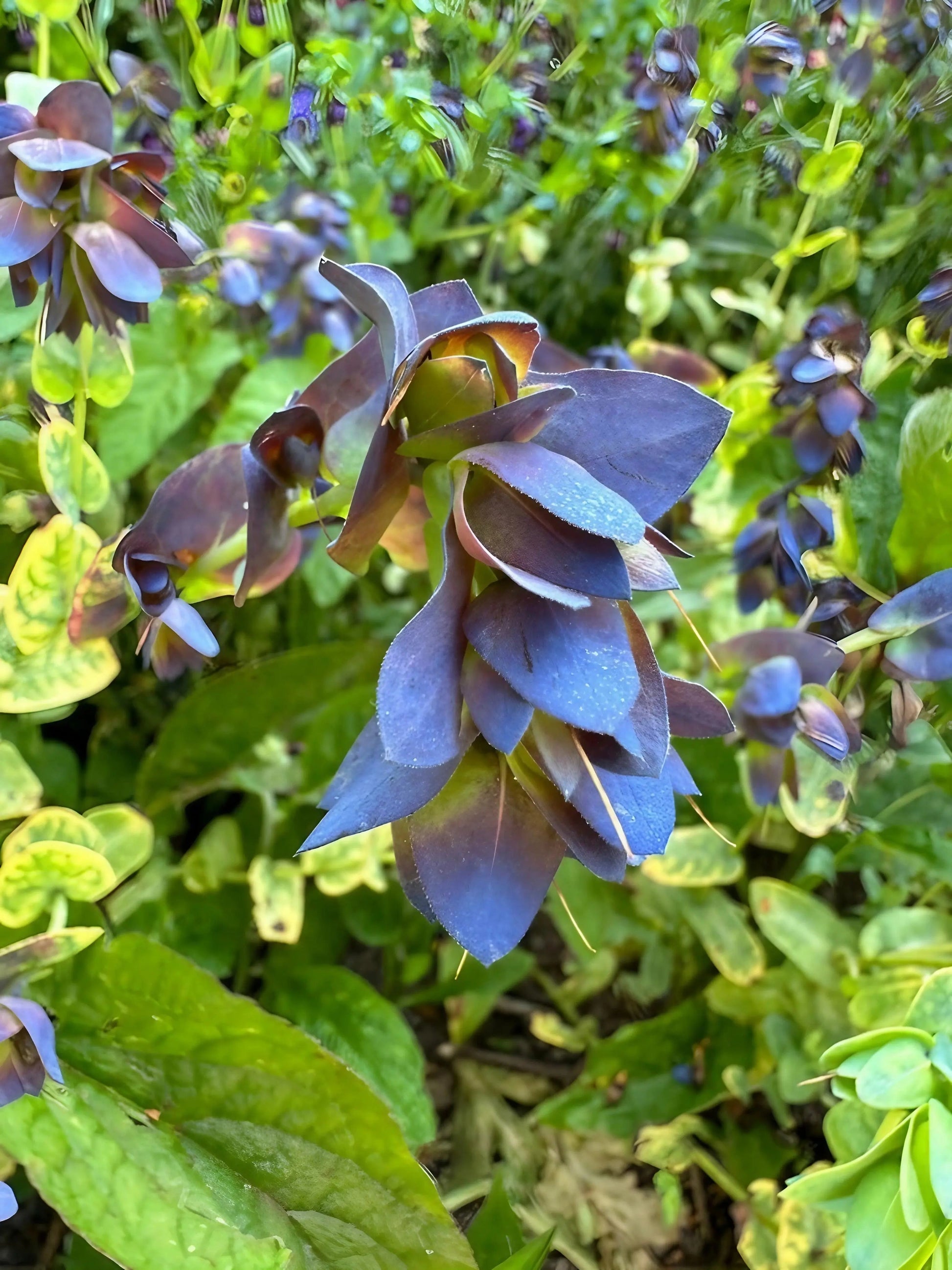 Cerinthe major Purpurascens - REGN