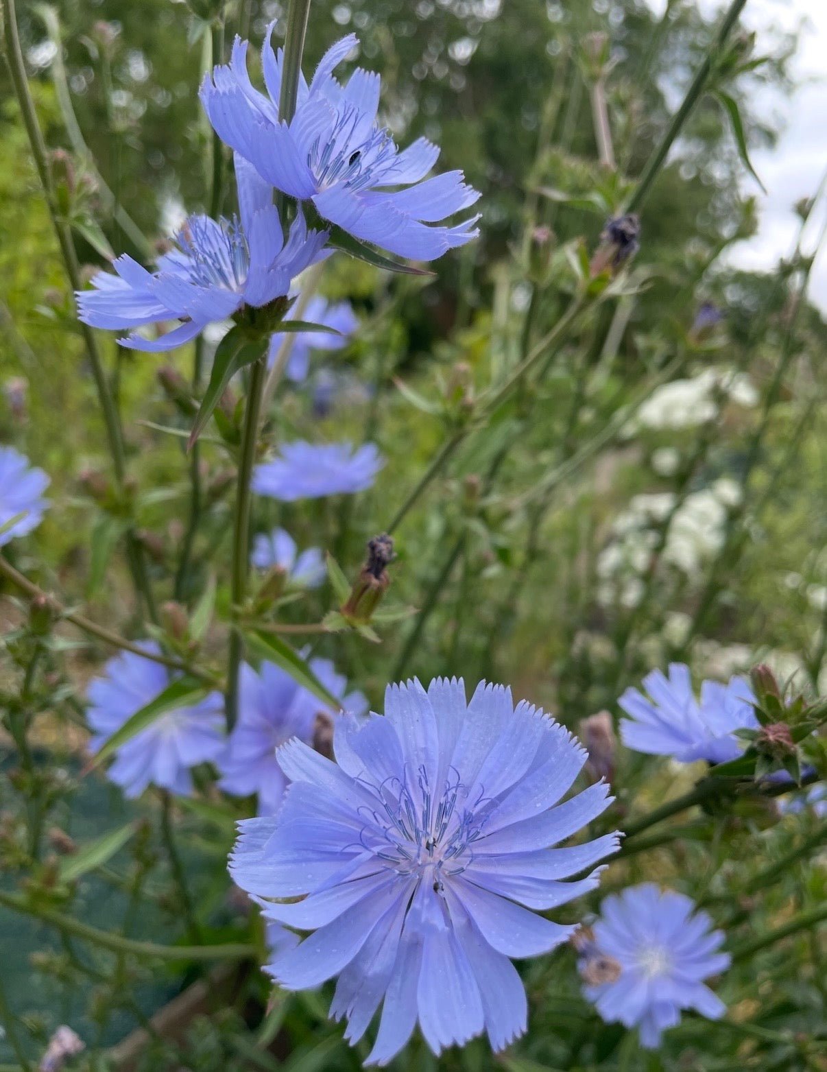 Chicory Wild - REGN
