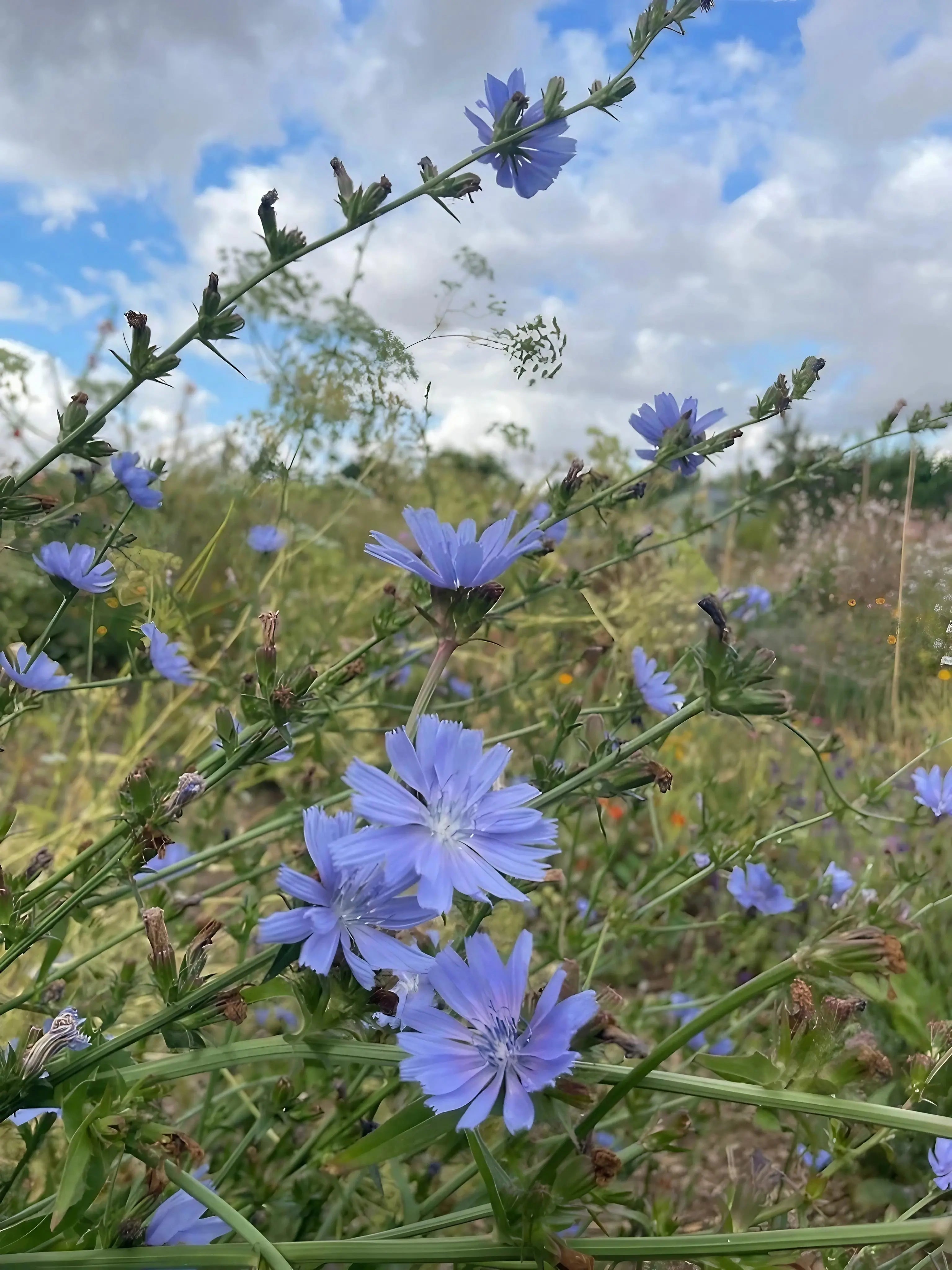 Chicory Wild - REGN