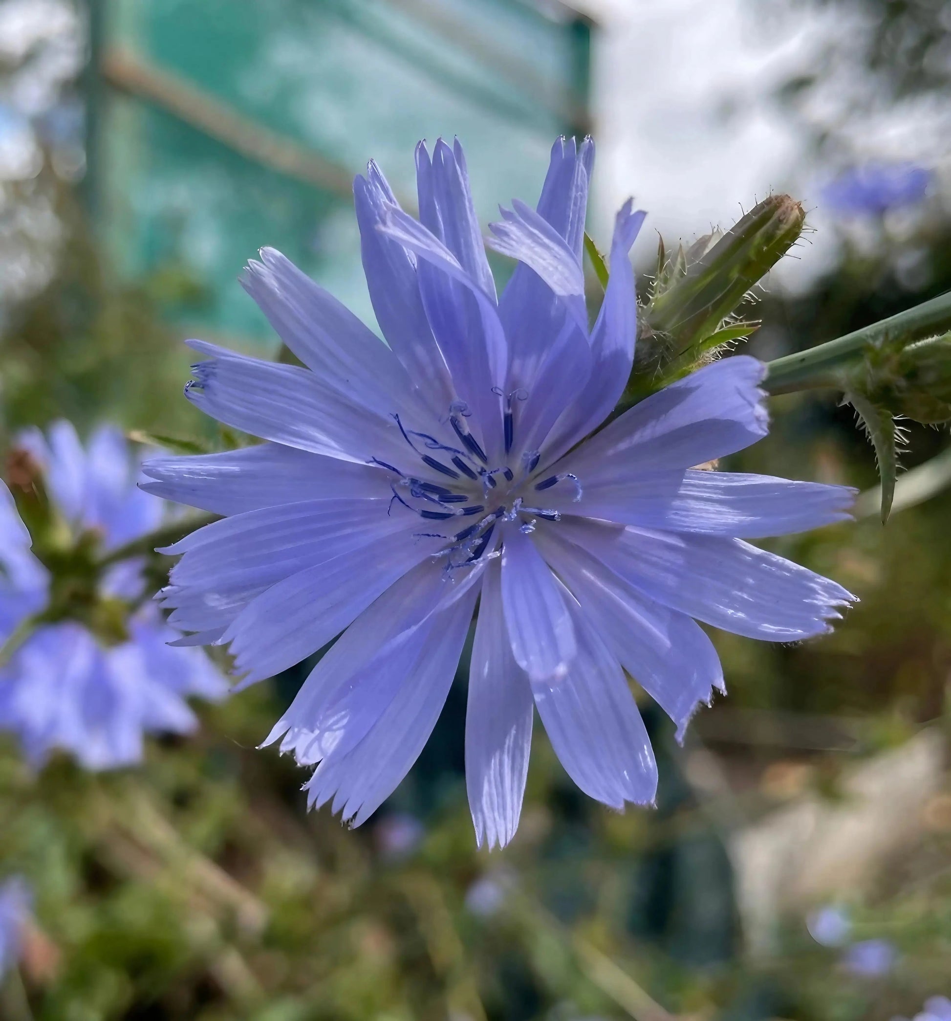 Chicory Wild - REGN