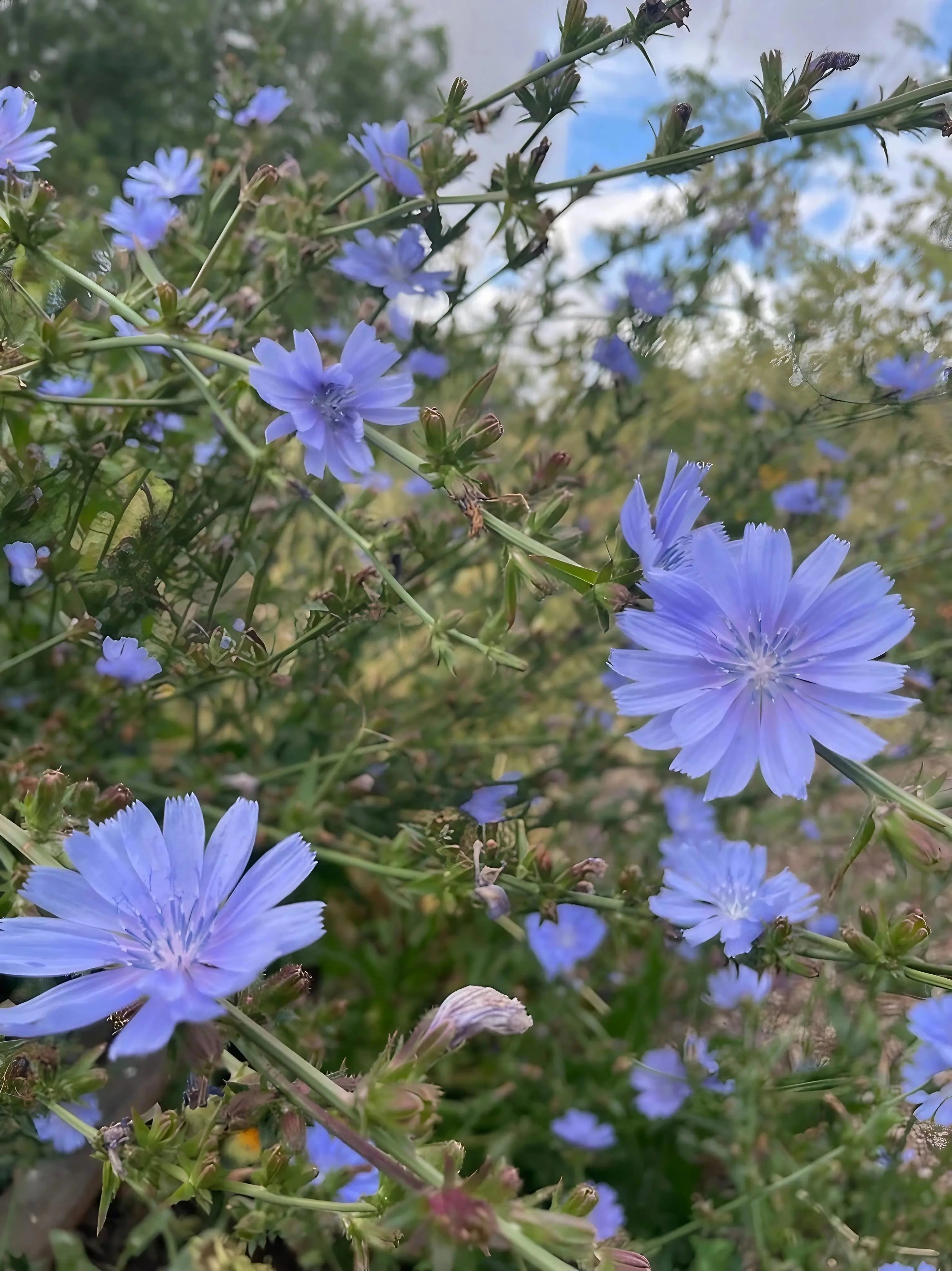 Chicory Wild - REGN