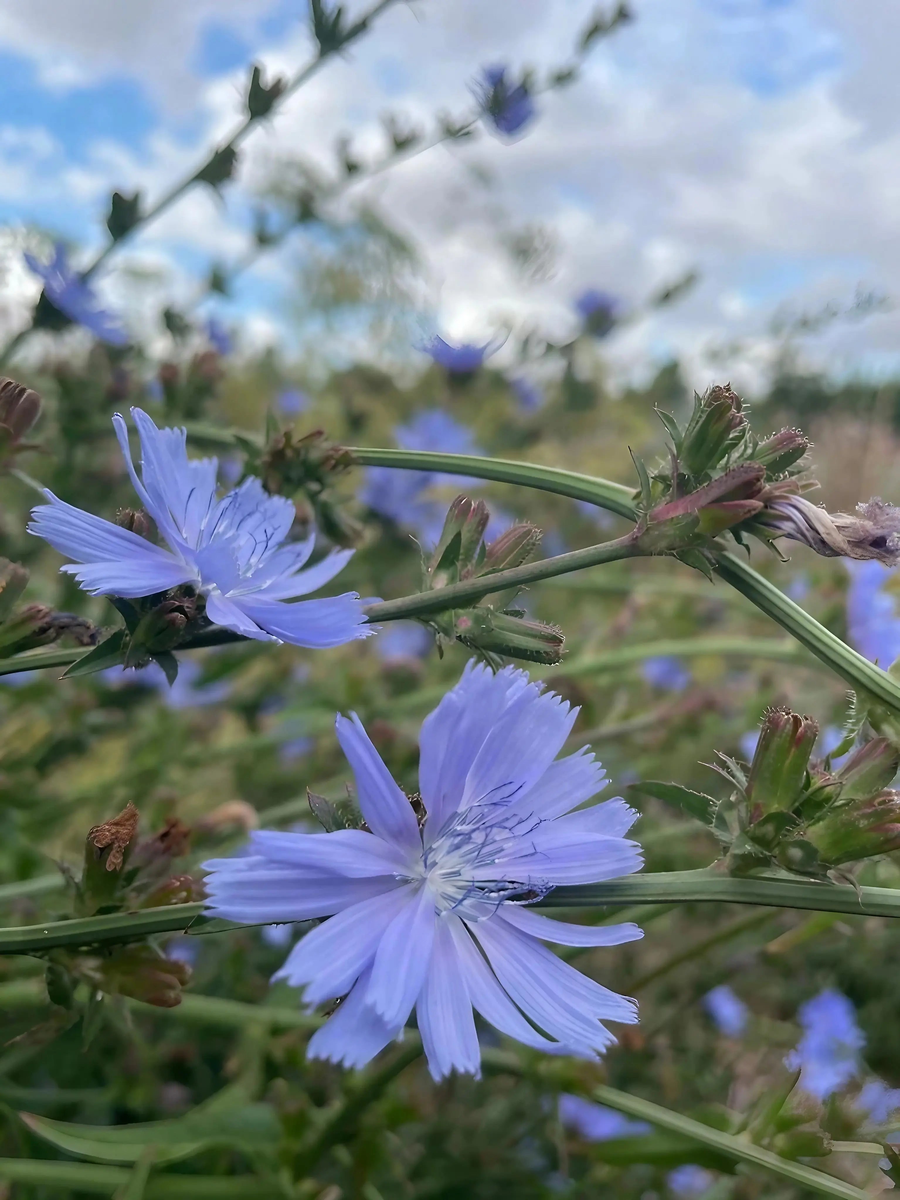 Chicory Wild - REGN