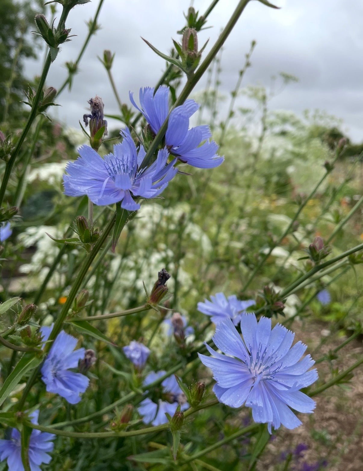 Chicory Wild - REGN