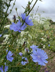 Chicory Wild - REGN