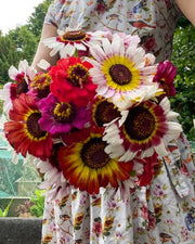 Chrysanthemum Painted Daisies - REGN