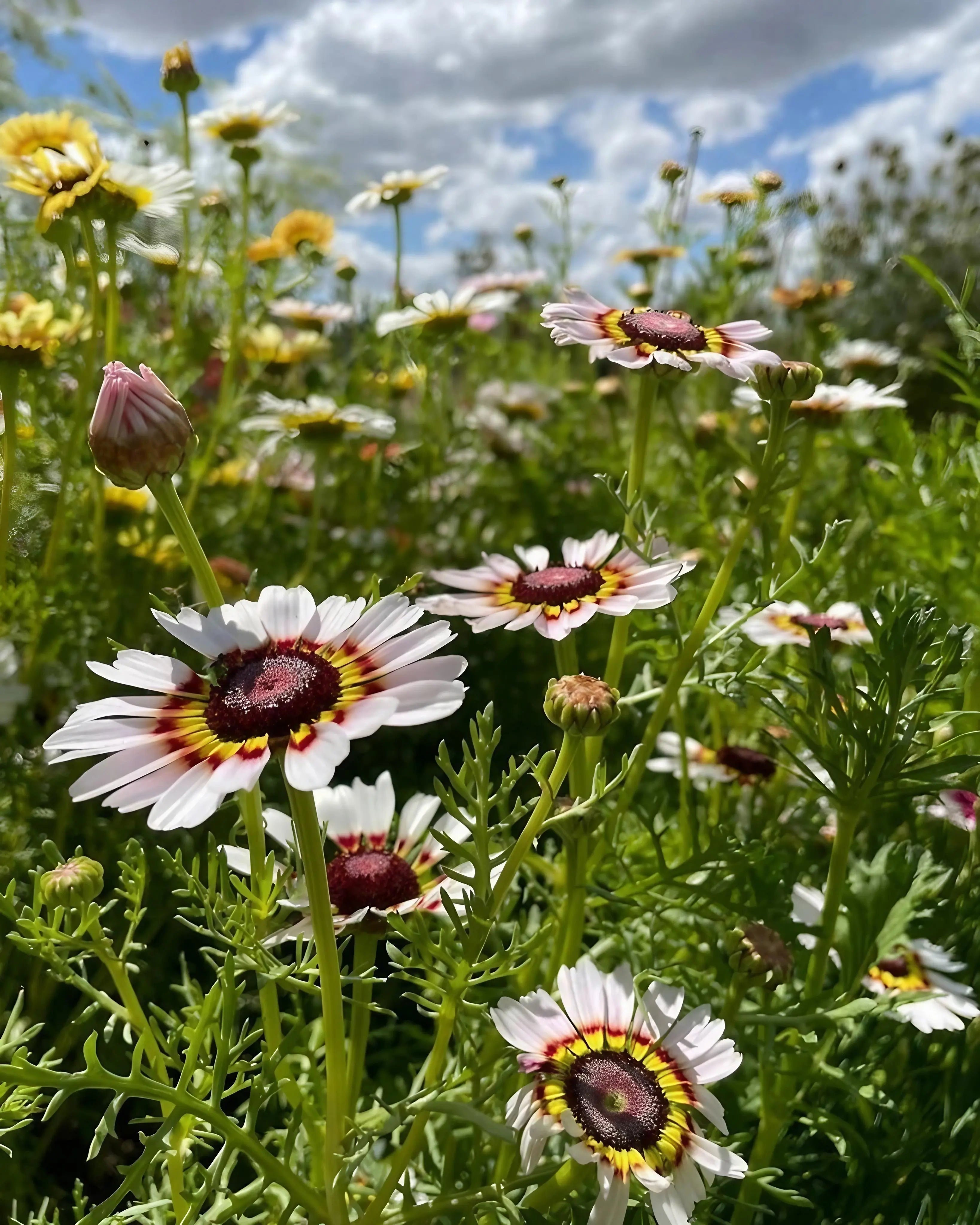 Chrysanthemum Painted Daisies - REGN