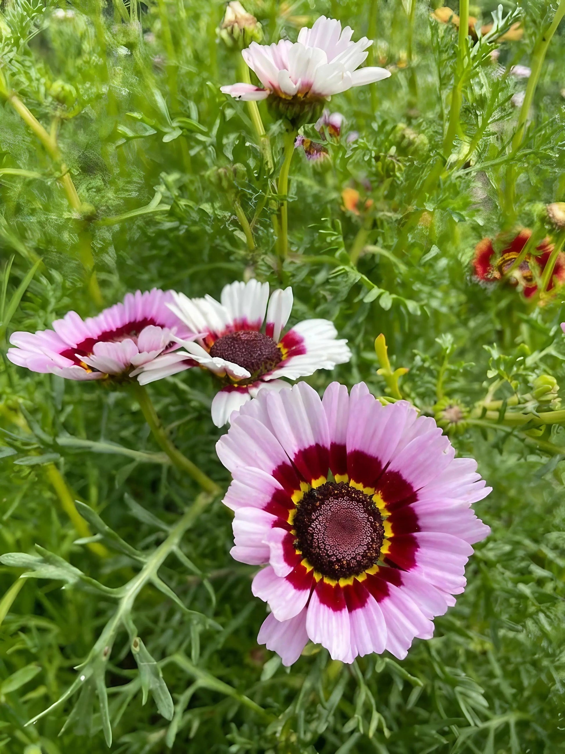 Chrysanthemum Painted Daisies - REGN