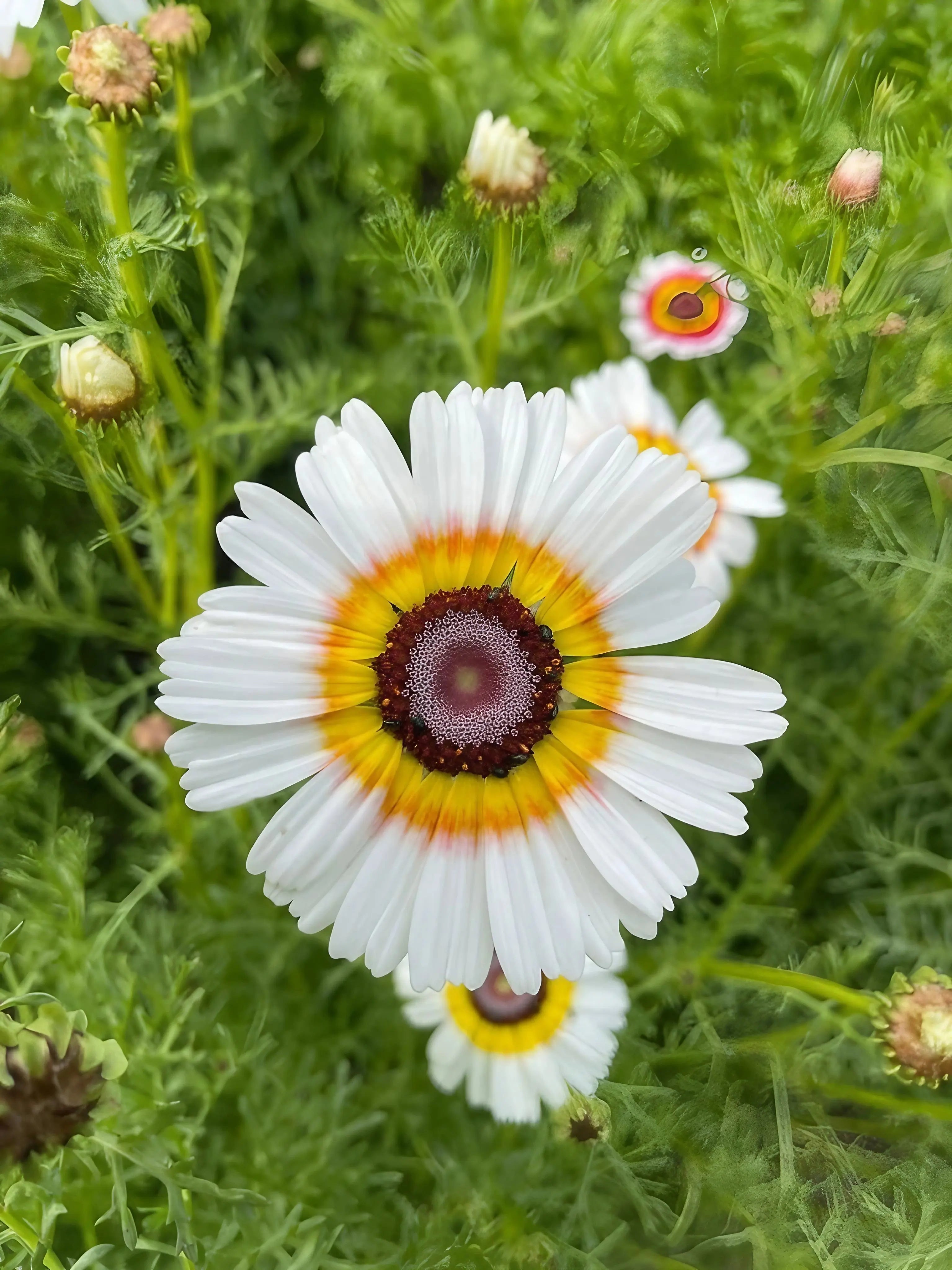 Chrysanthemum Painted Daisies - REGN