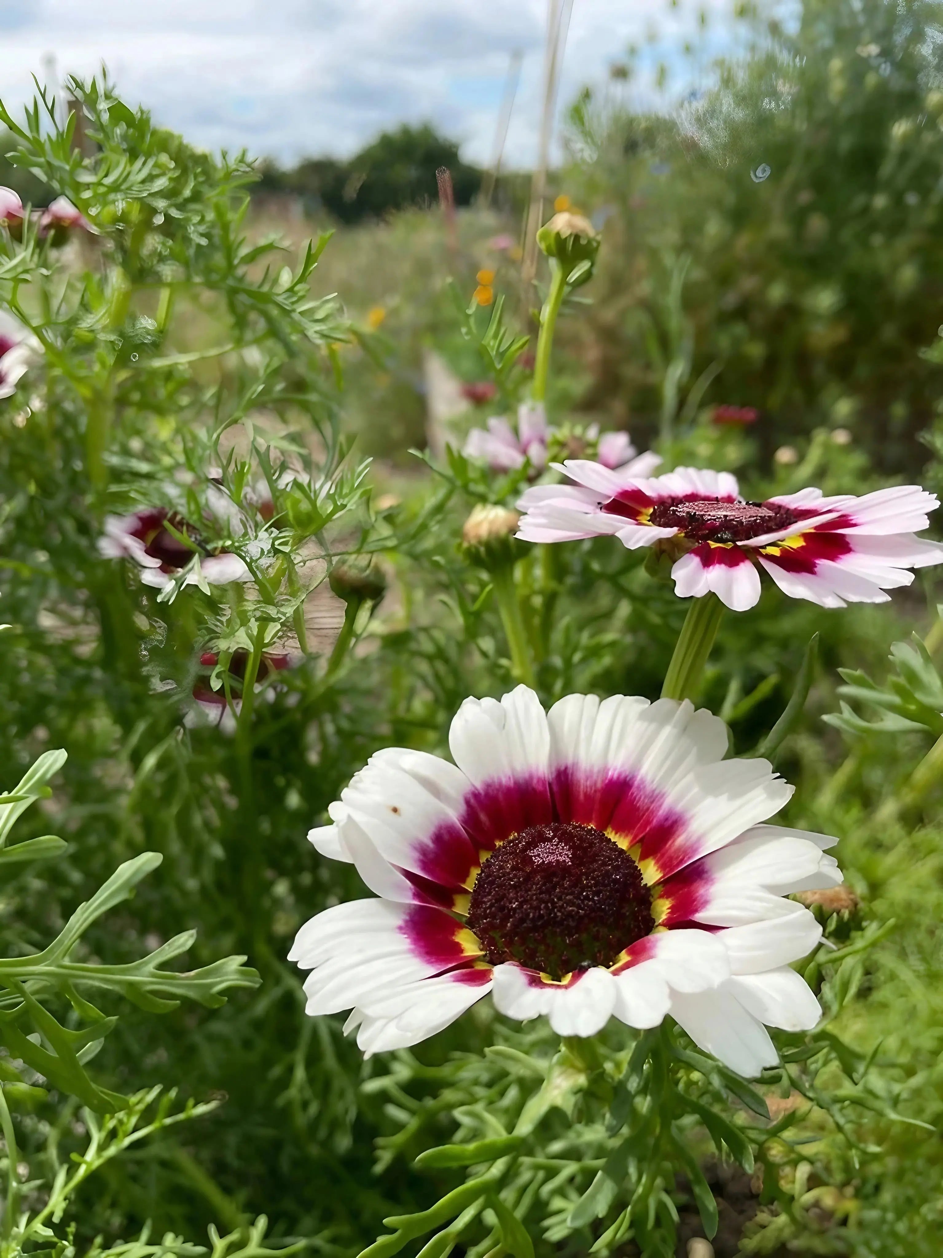 Chrysanthemum Painted Daisies - REGN