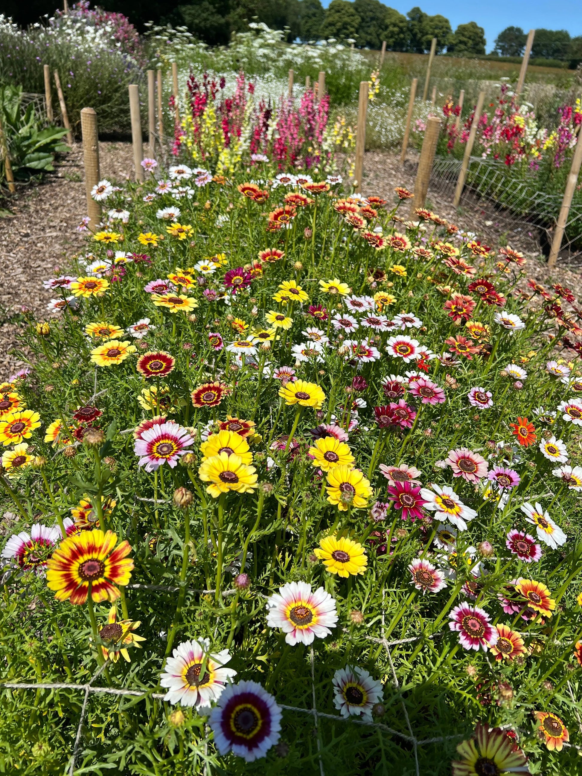 Chrysanthemum Painted Daisies - REGN