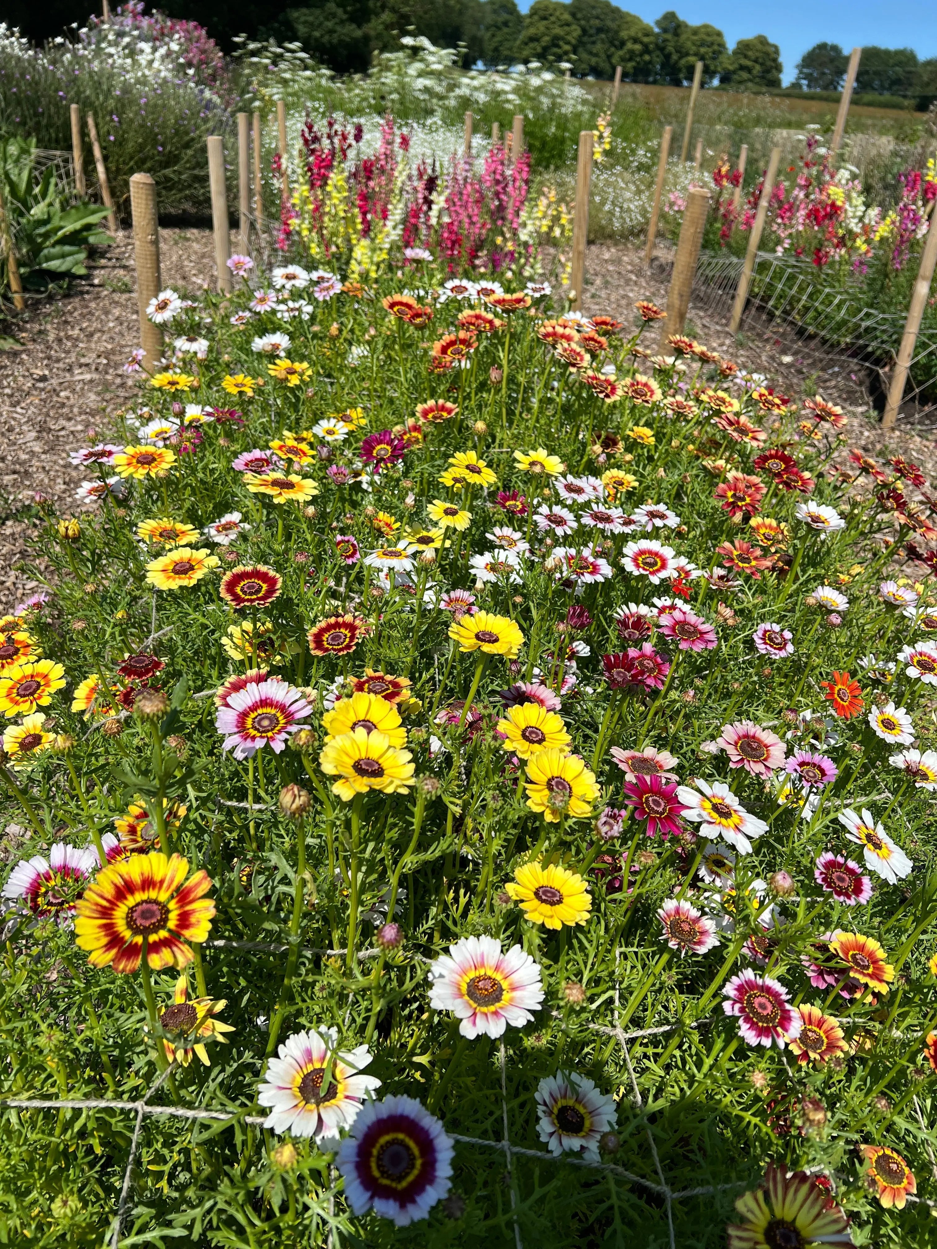 Chrysanthemum Painted Daisies - REGN