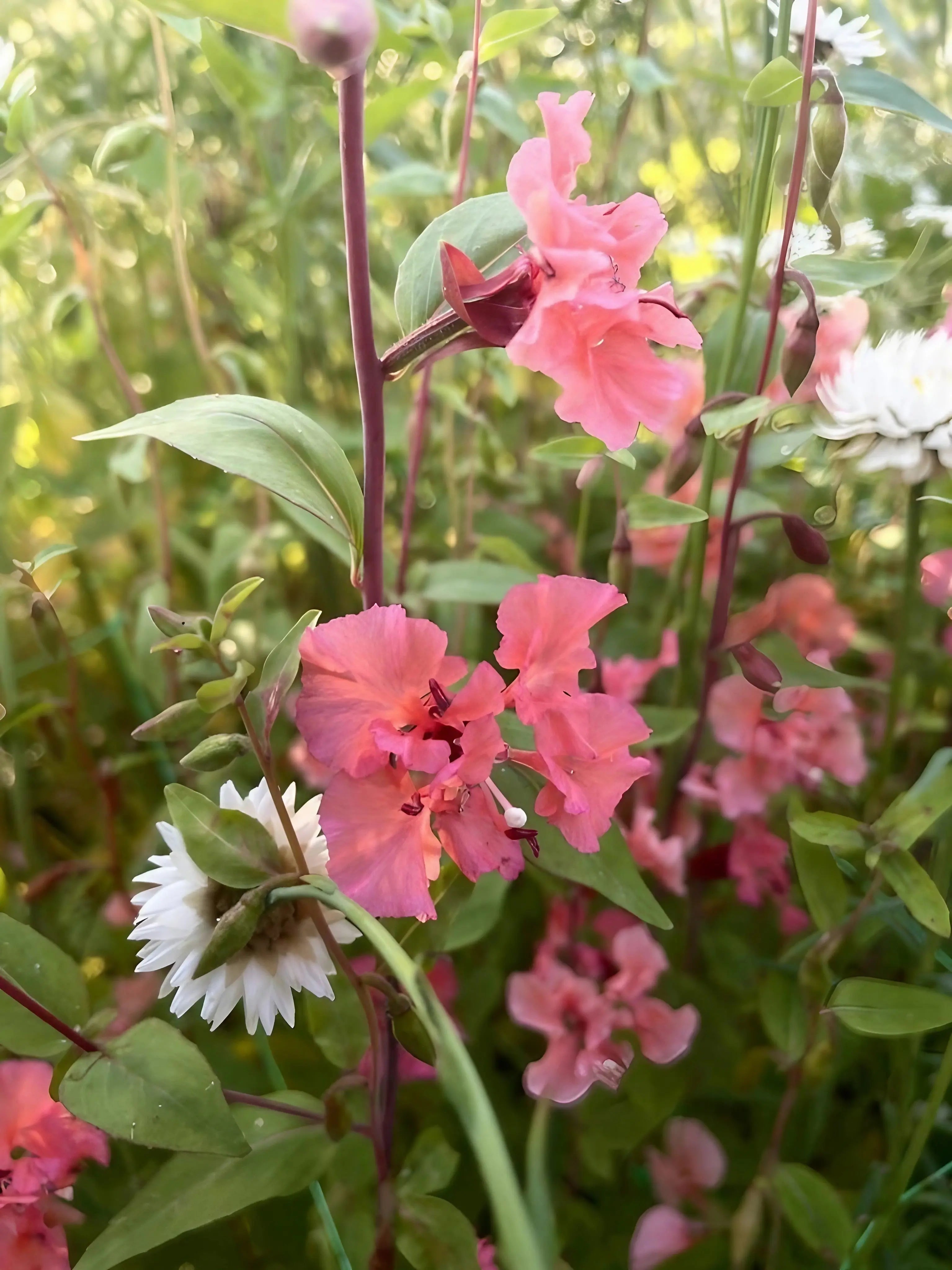 Clarkia Crown Double Mix - REGN