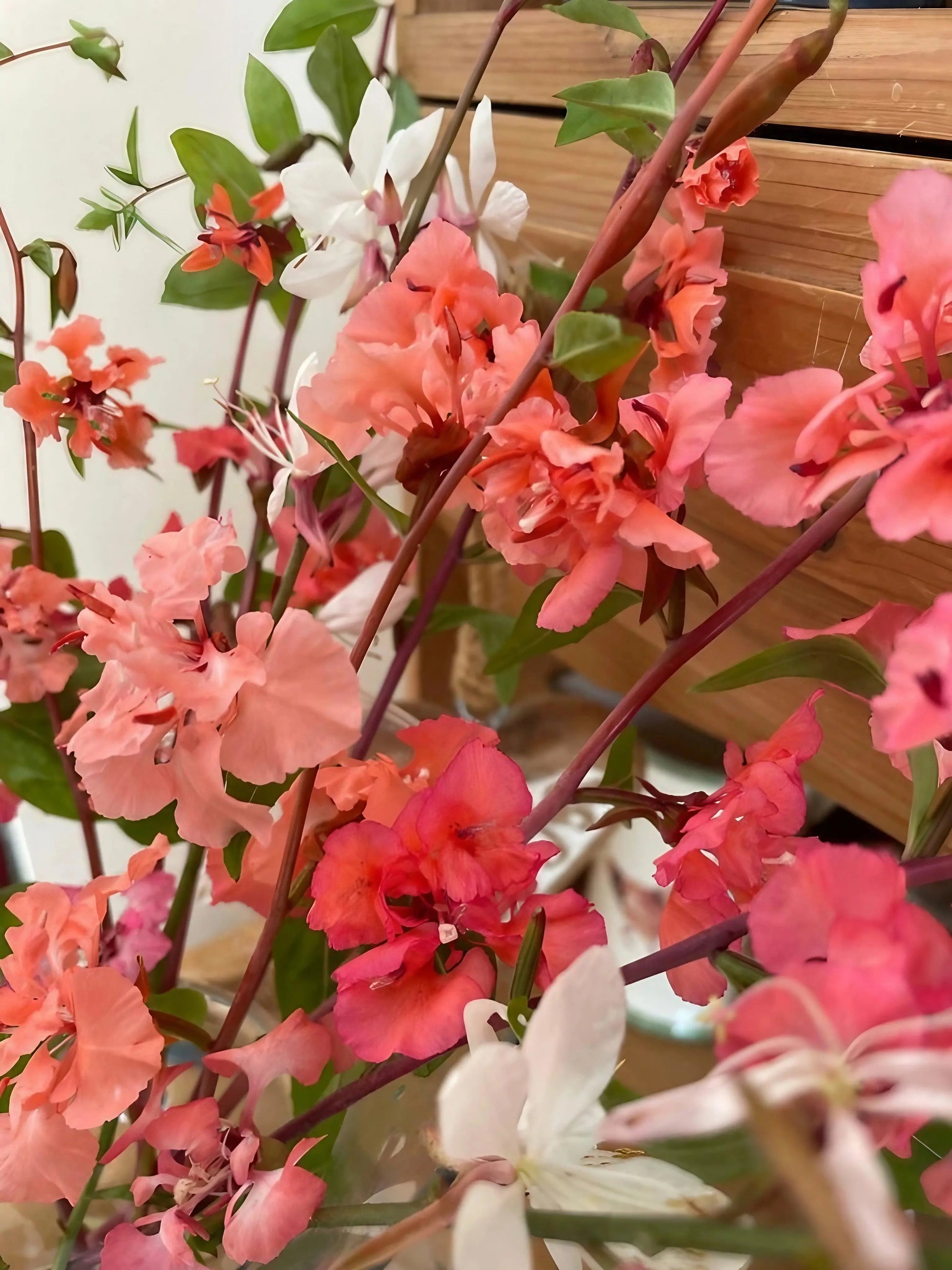 Clarkia Crown Double Mix - REGN