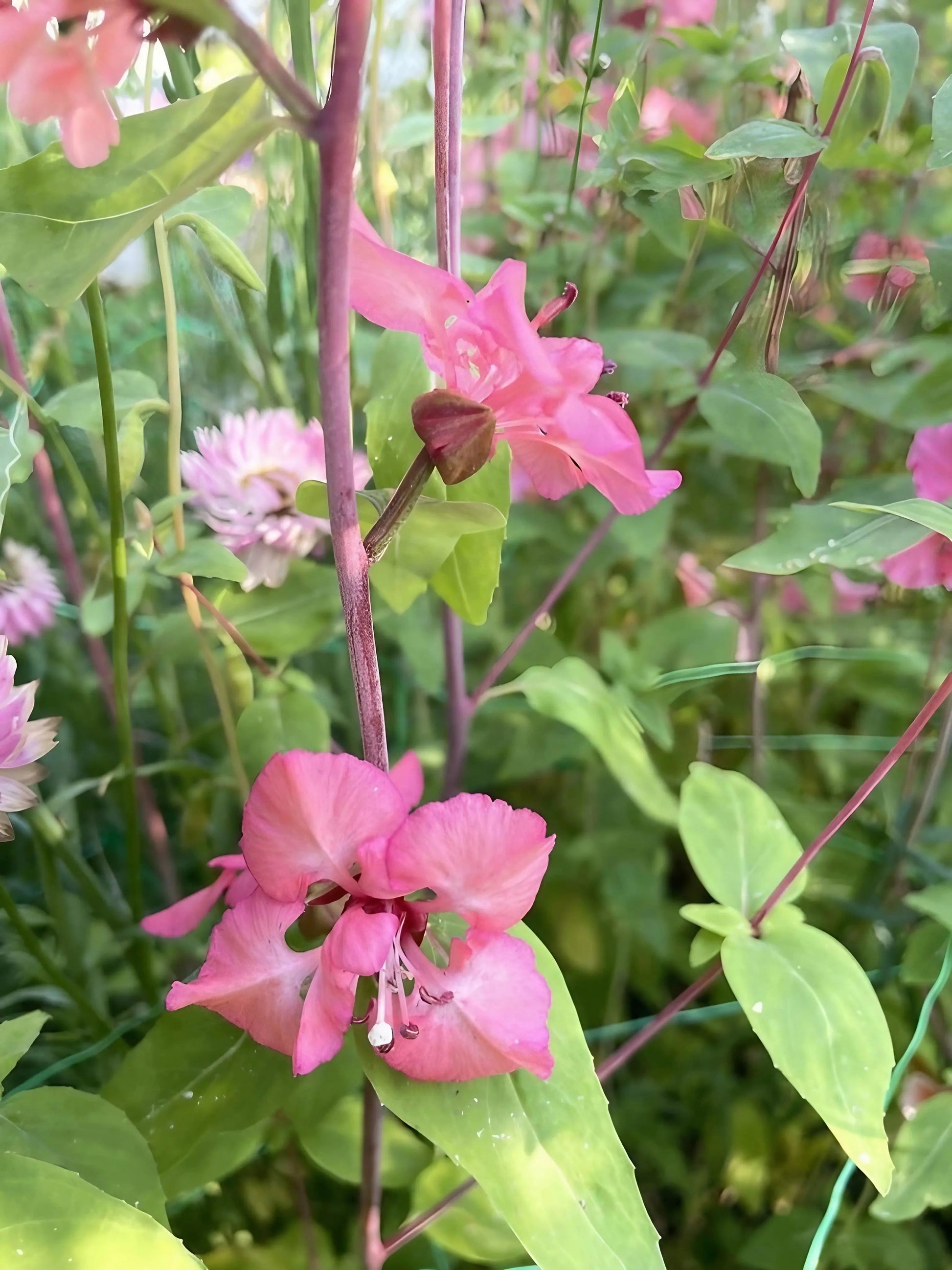 Clarkia Crown Double Mix - REGN