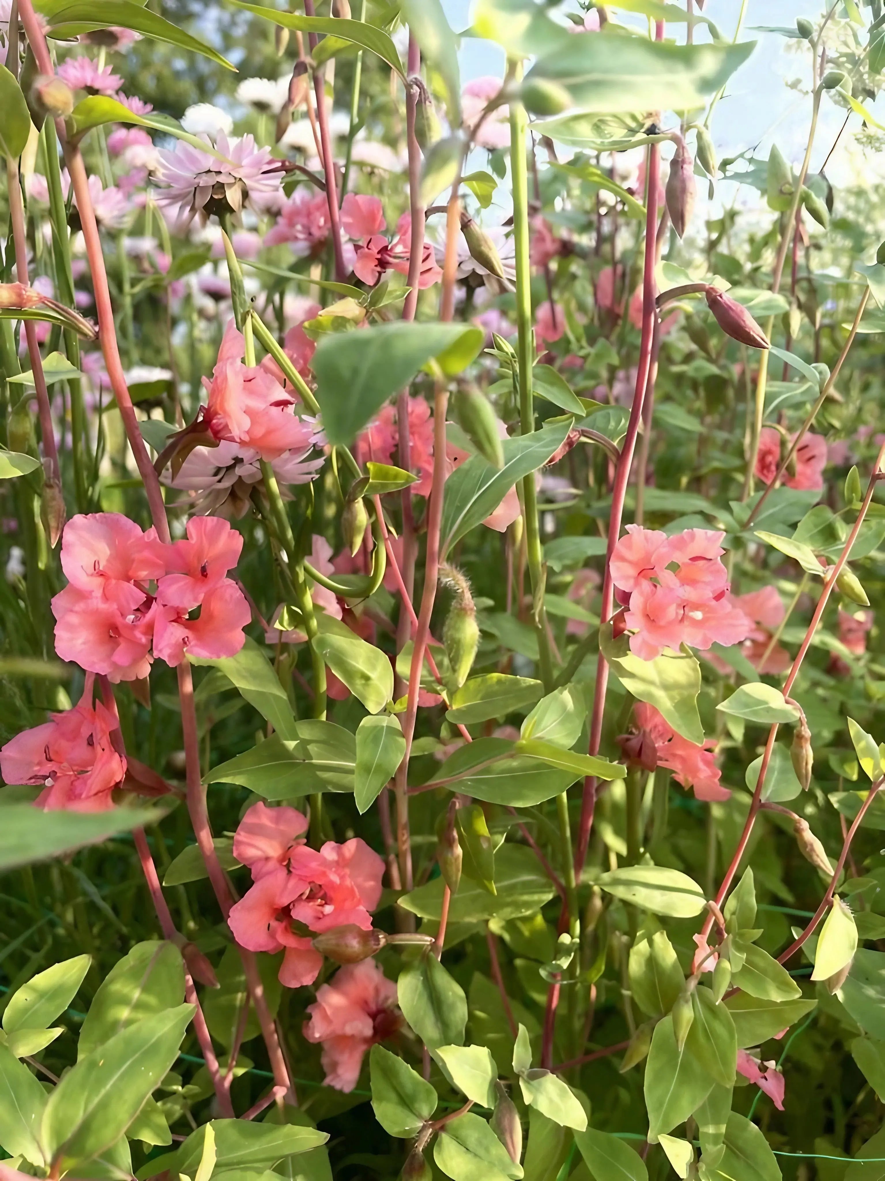 Clarkia Crown Double Mix - REGN