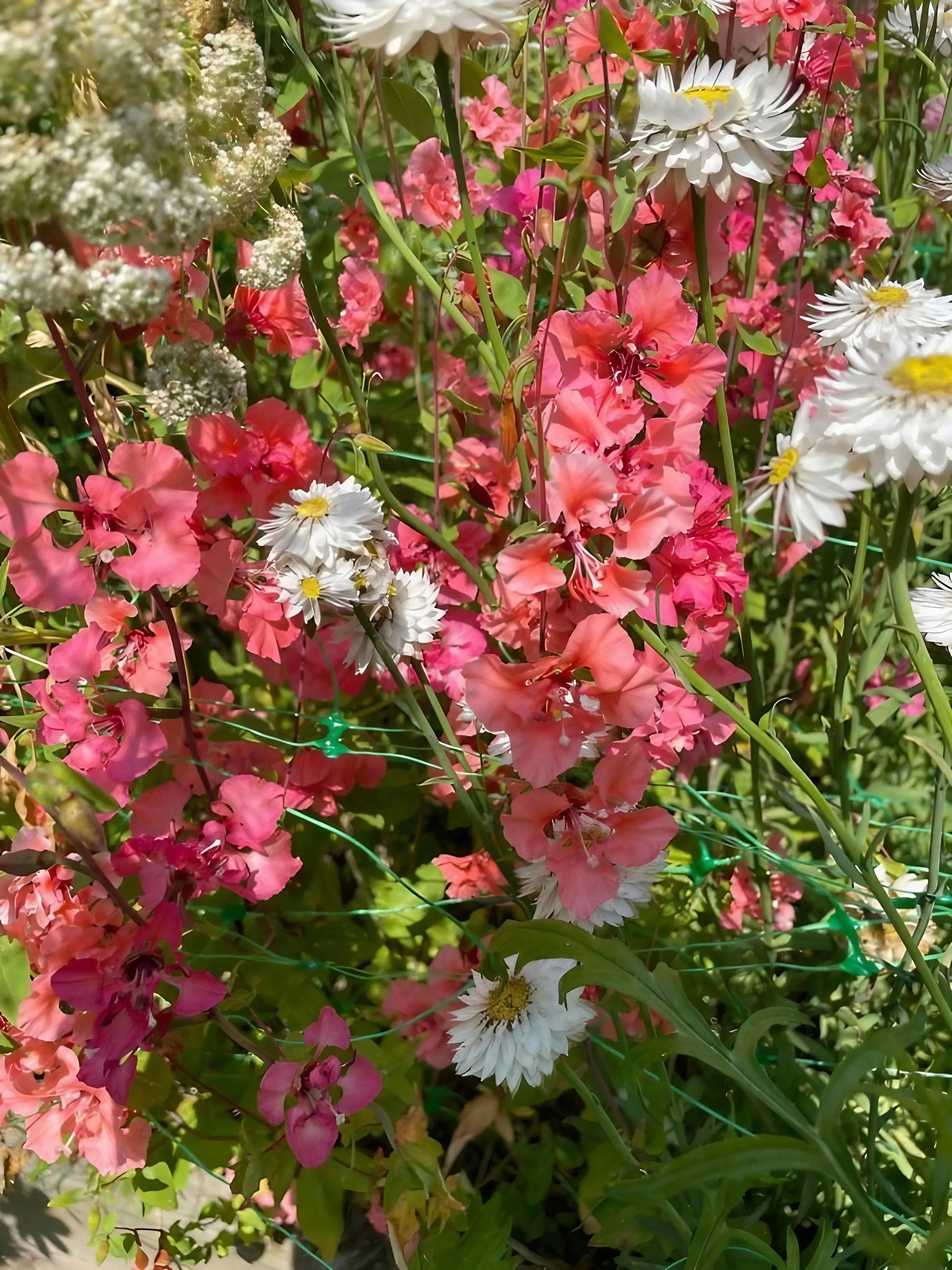 Clarkia Crown Double Mix - REGN
