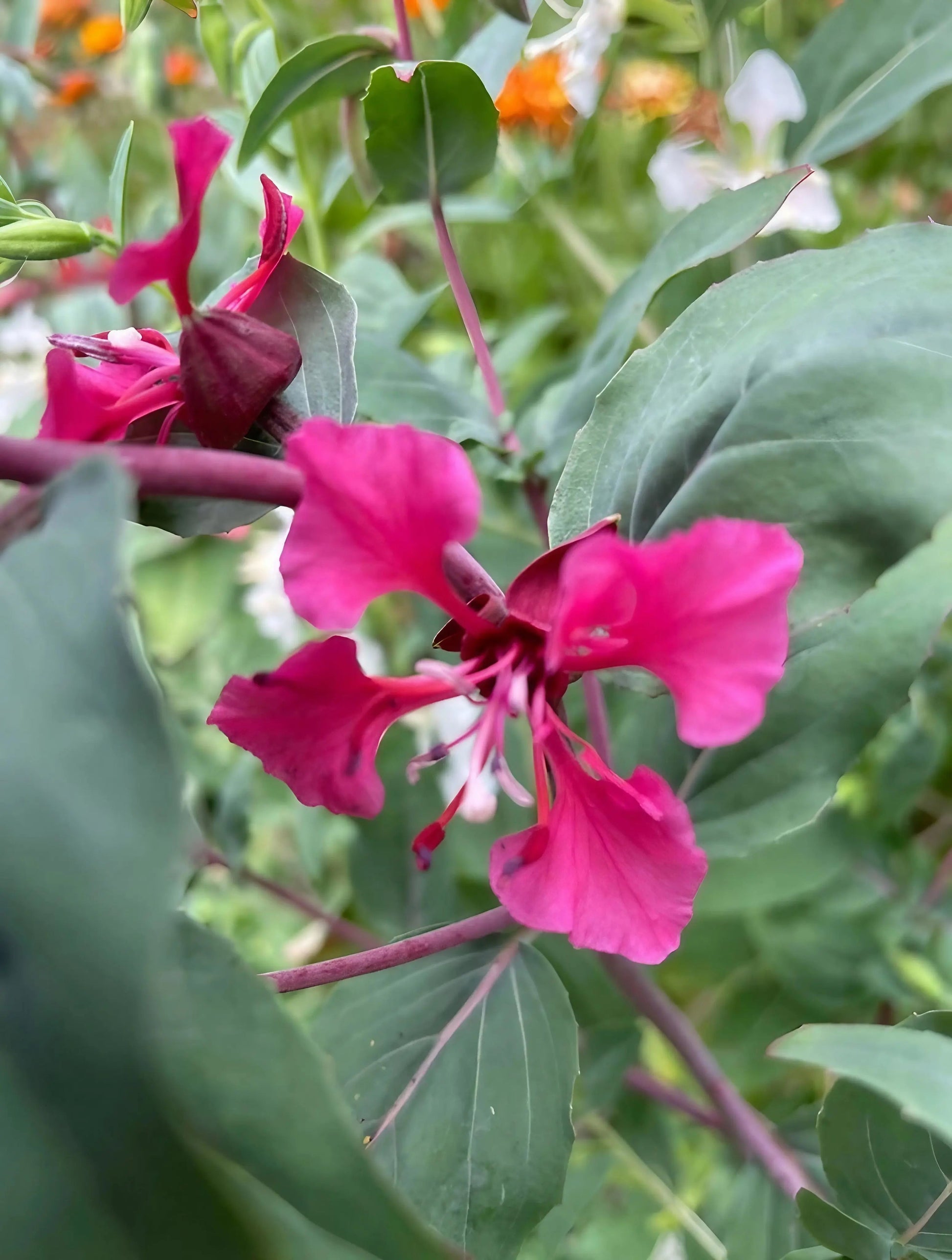 Clarkia Crown Double Mix - REGN