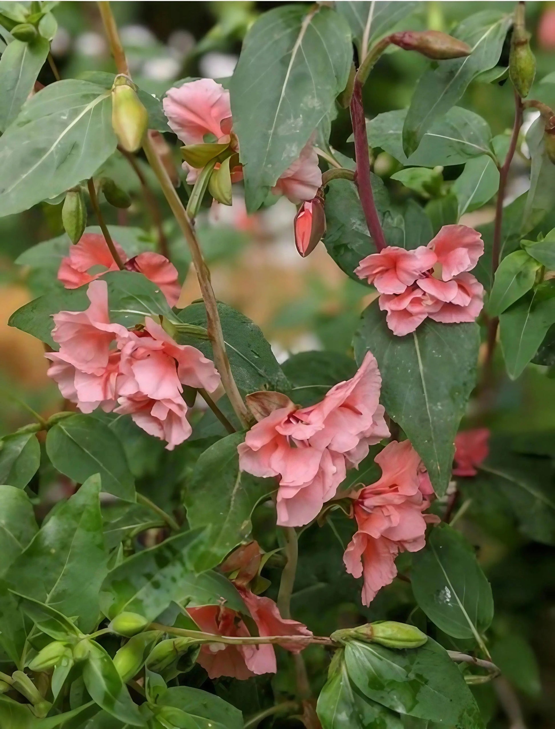 Clarkia Crown Double Mix - REGN