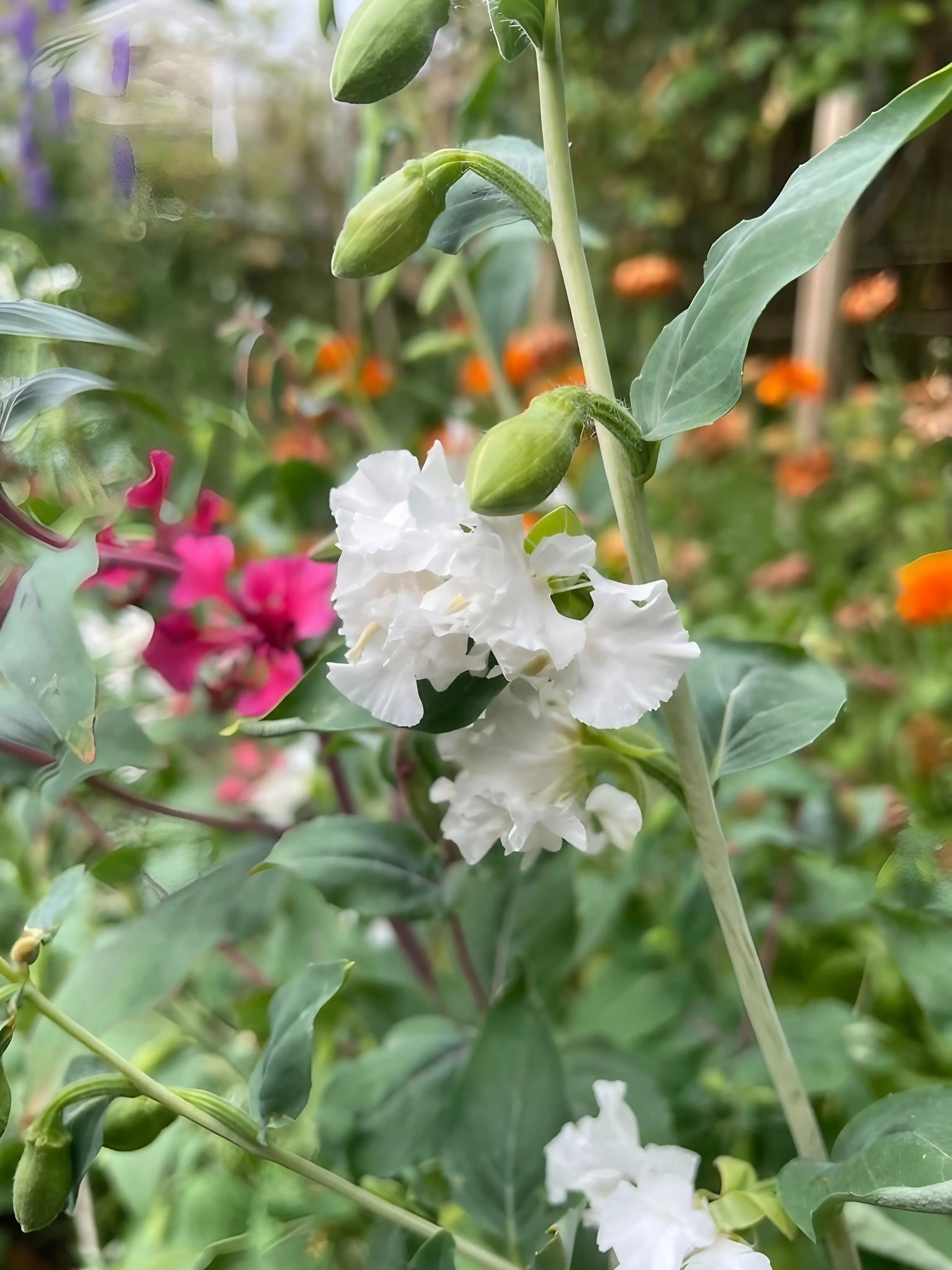 Clarkia Crown Double Mix - REGN