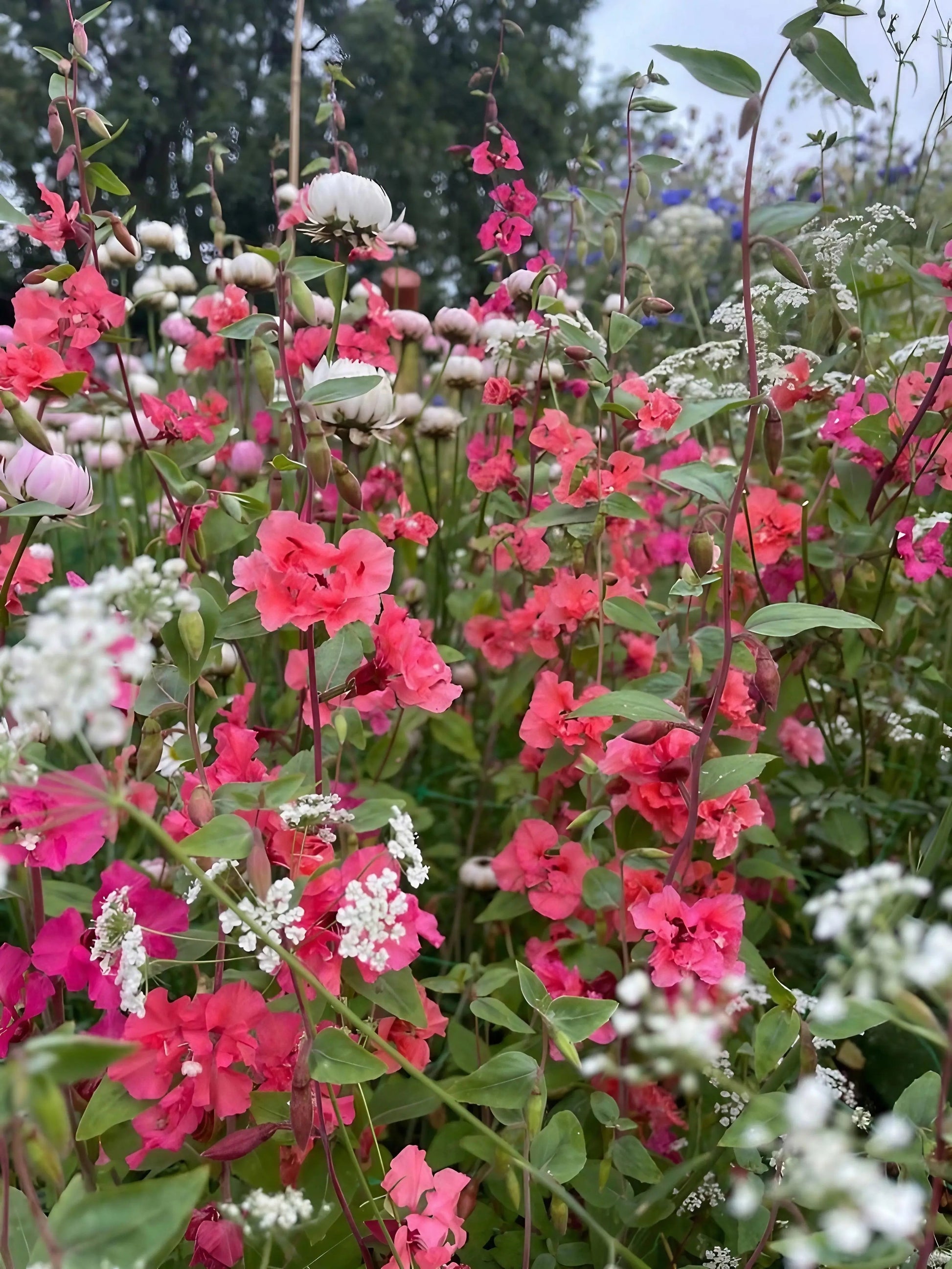 Clarkia Crown Double Mix - REGN