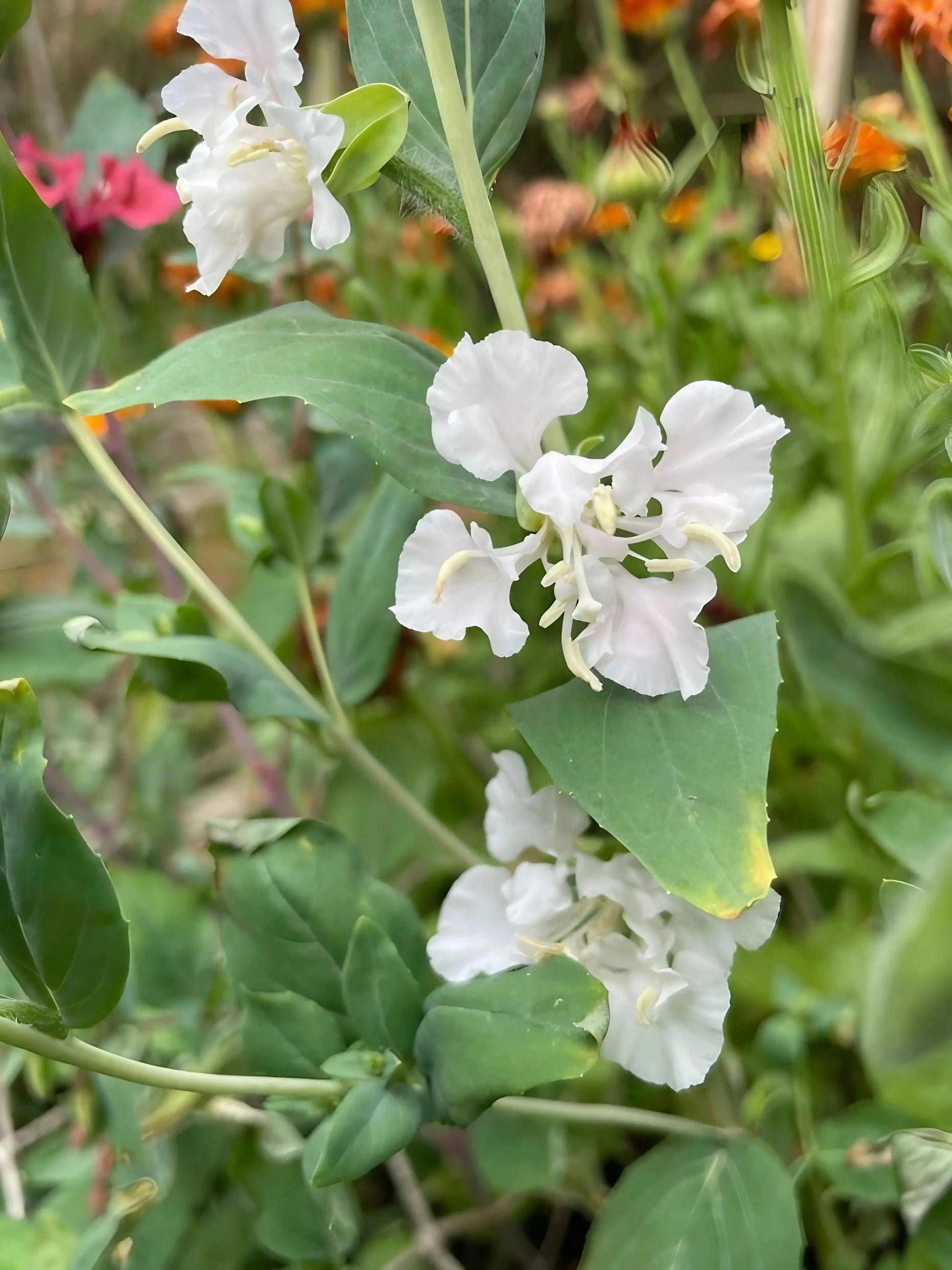 Clarkia Crown Double Mix - REGN